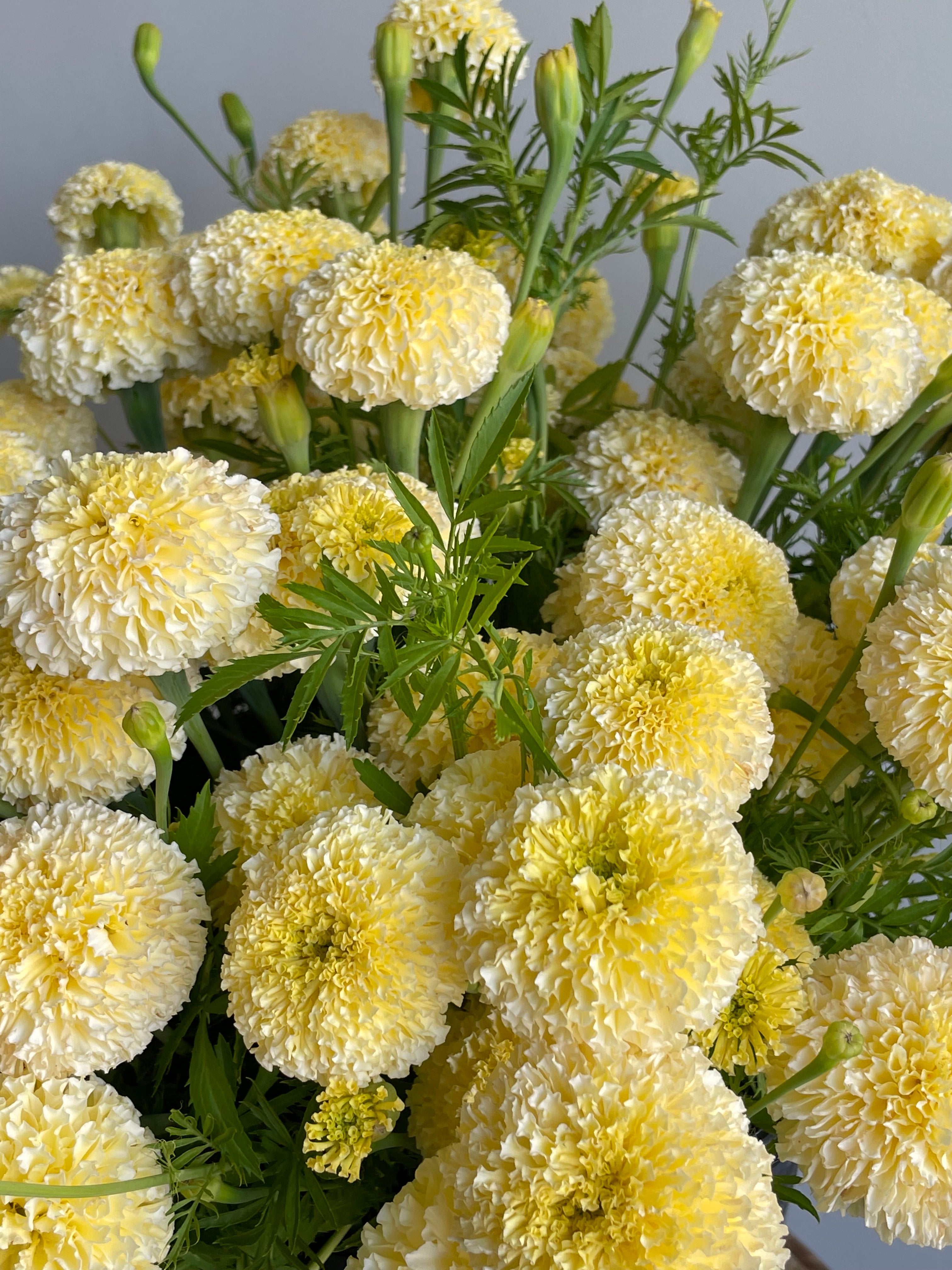 Tagetes White Swan F1