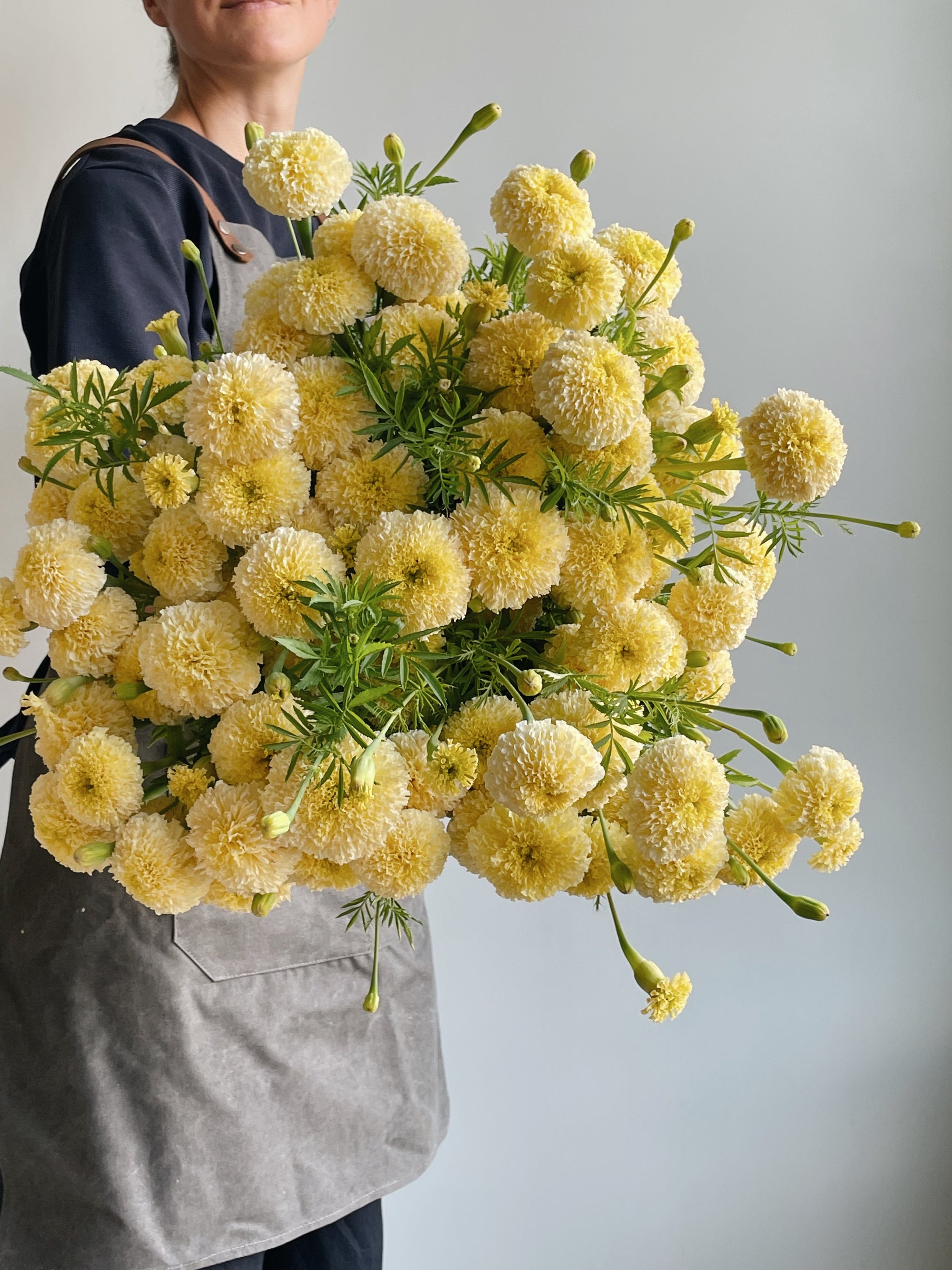 marigold white seeds Tagetes White Swan F1