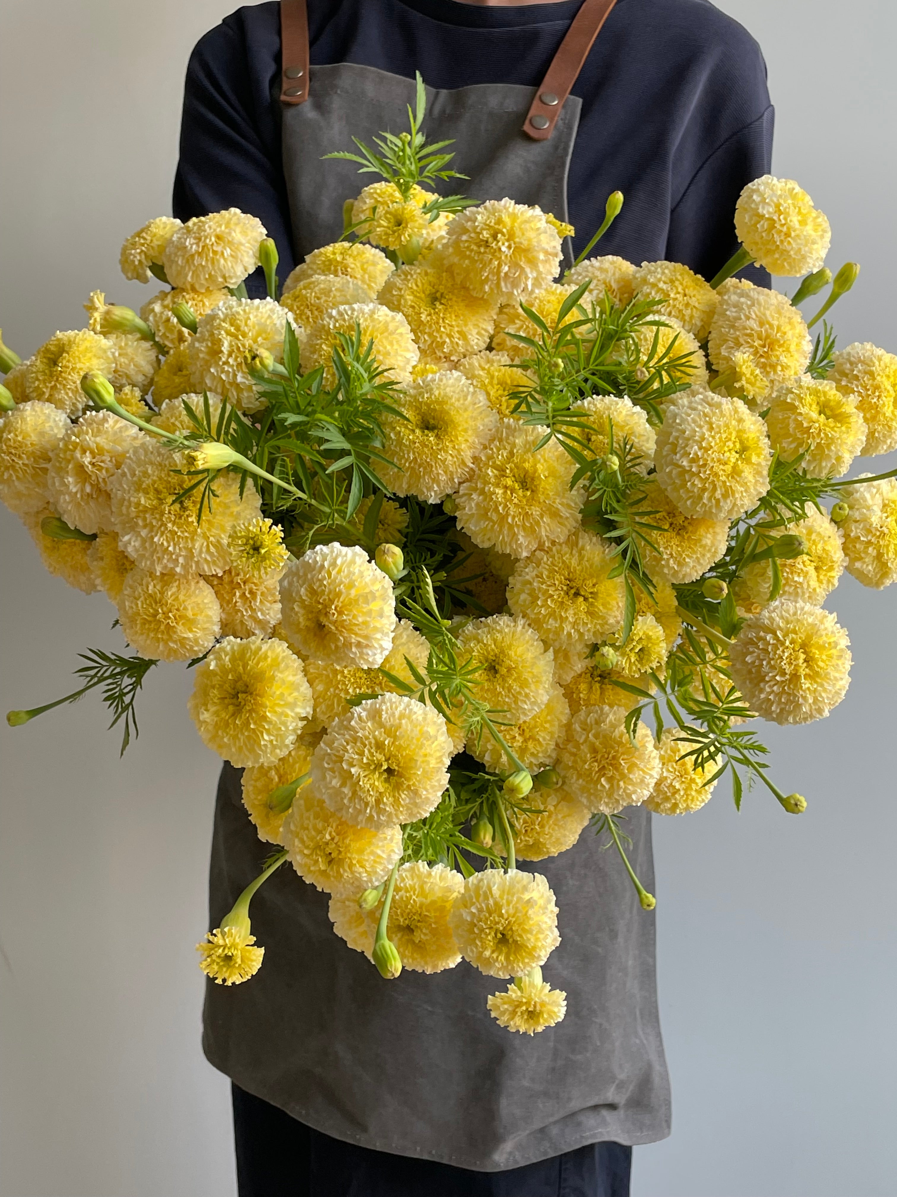 Tagetes White Swan F1