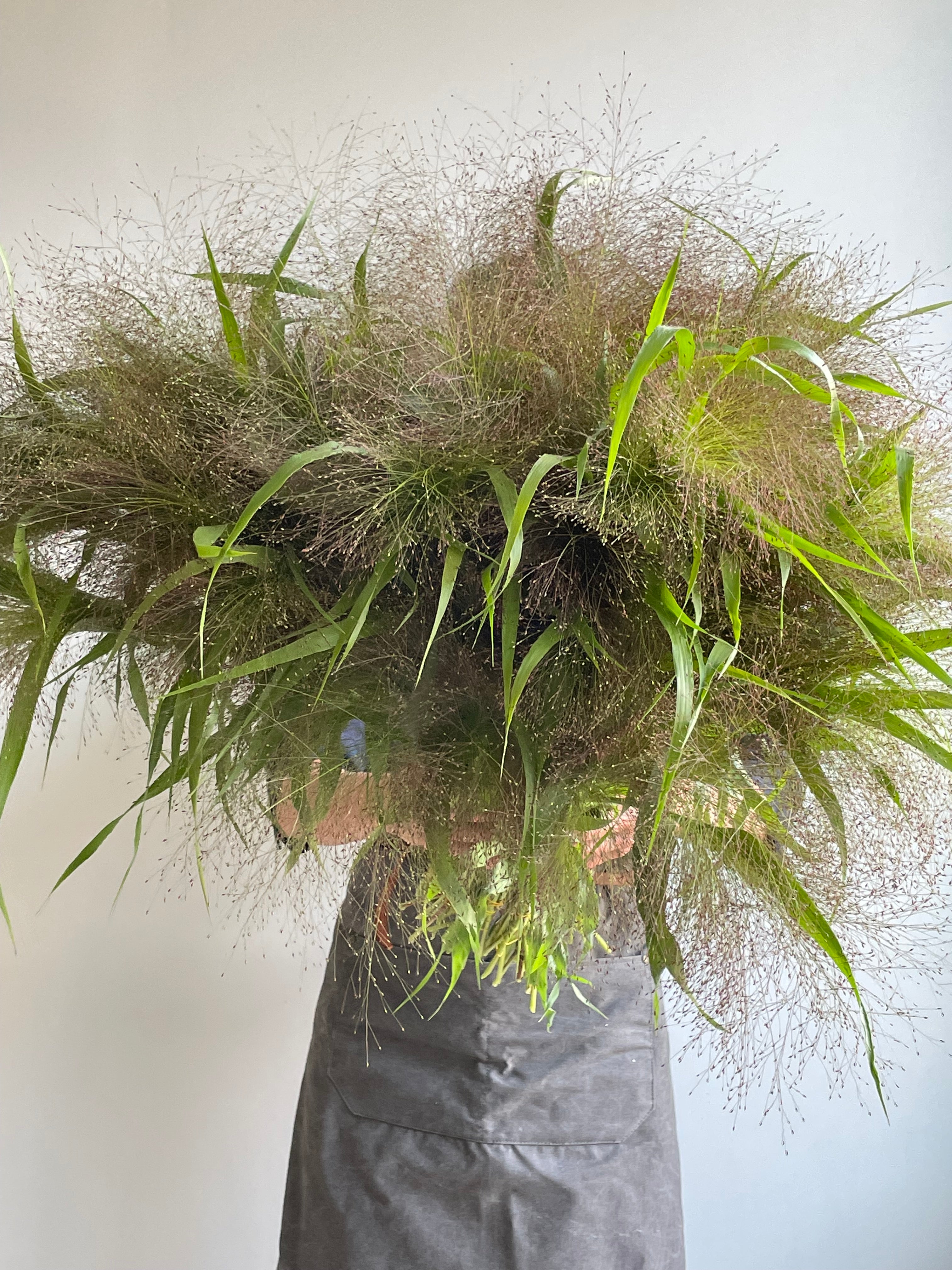 Panicum Elegance