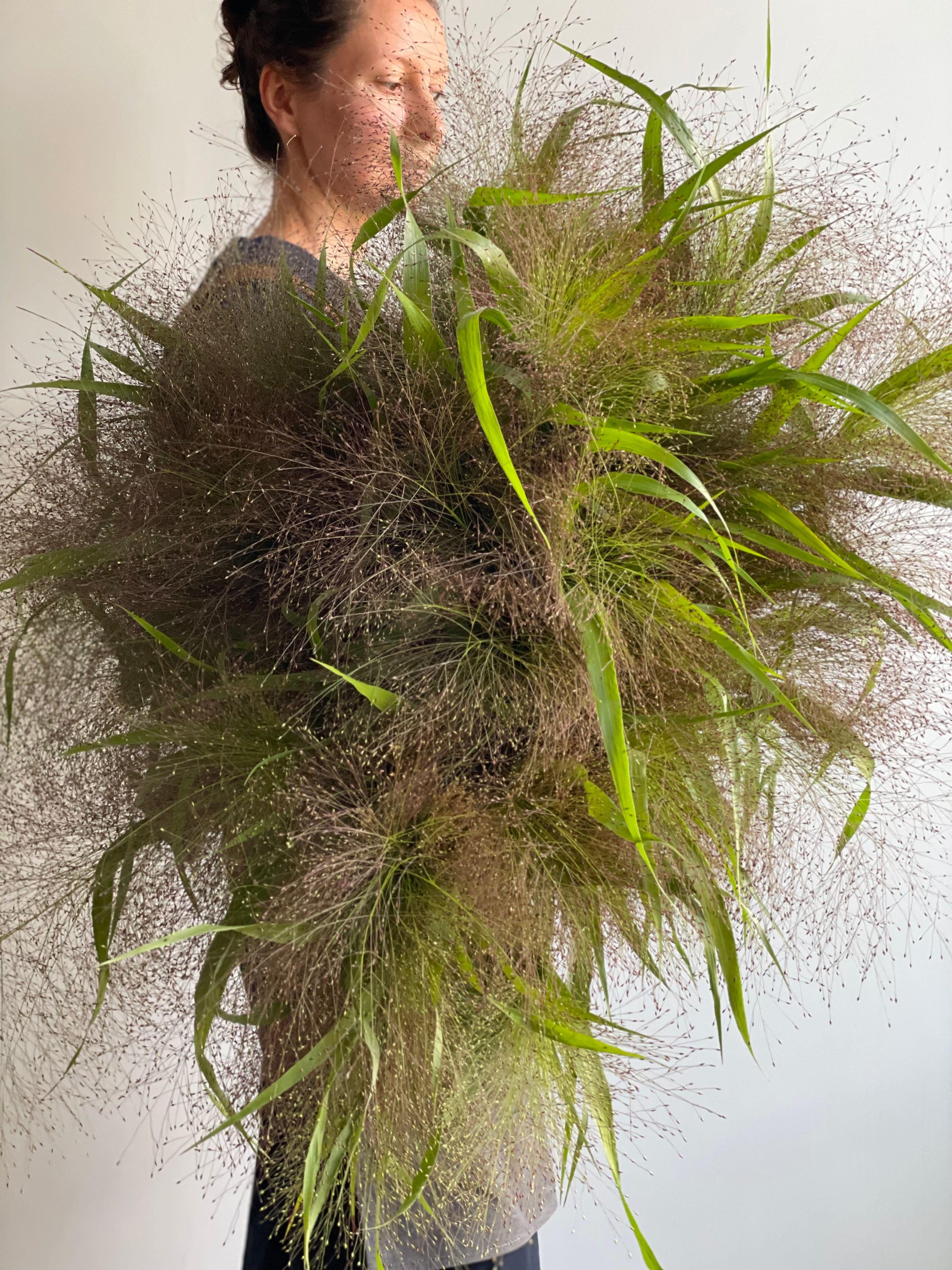 Panicum Elegance
