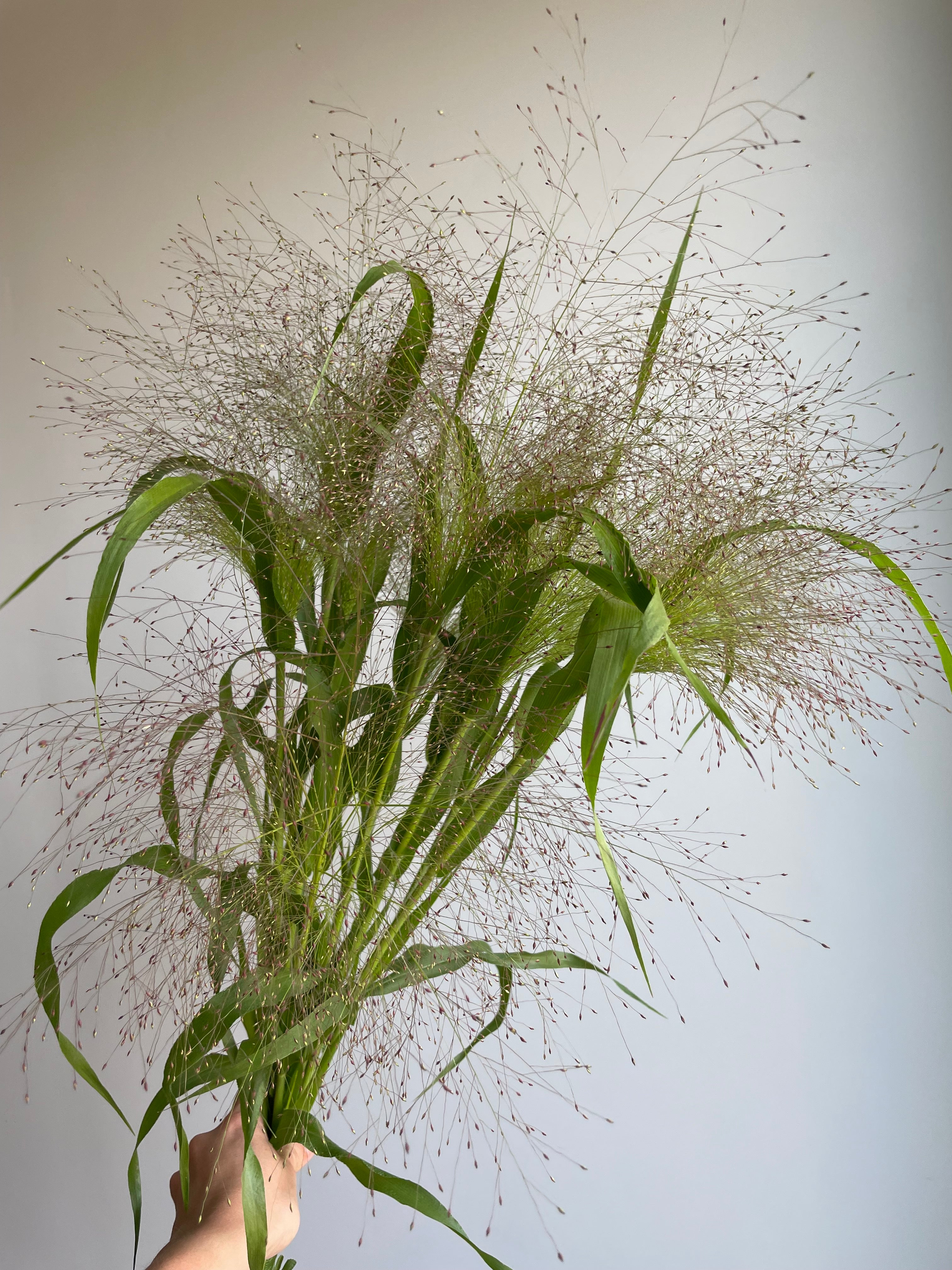 Panicum Elegance