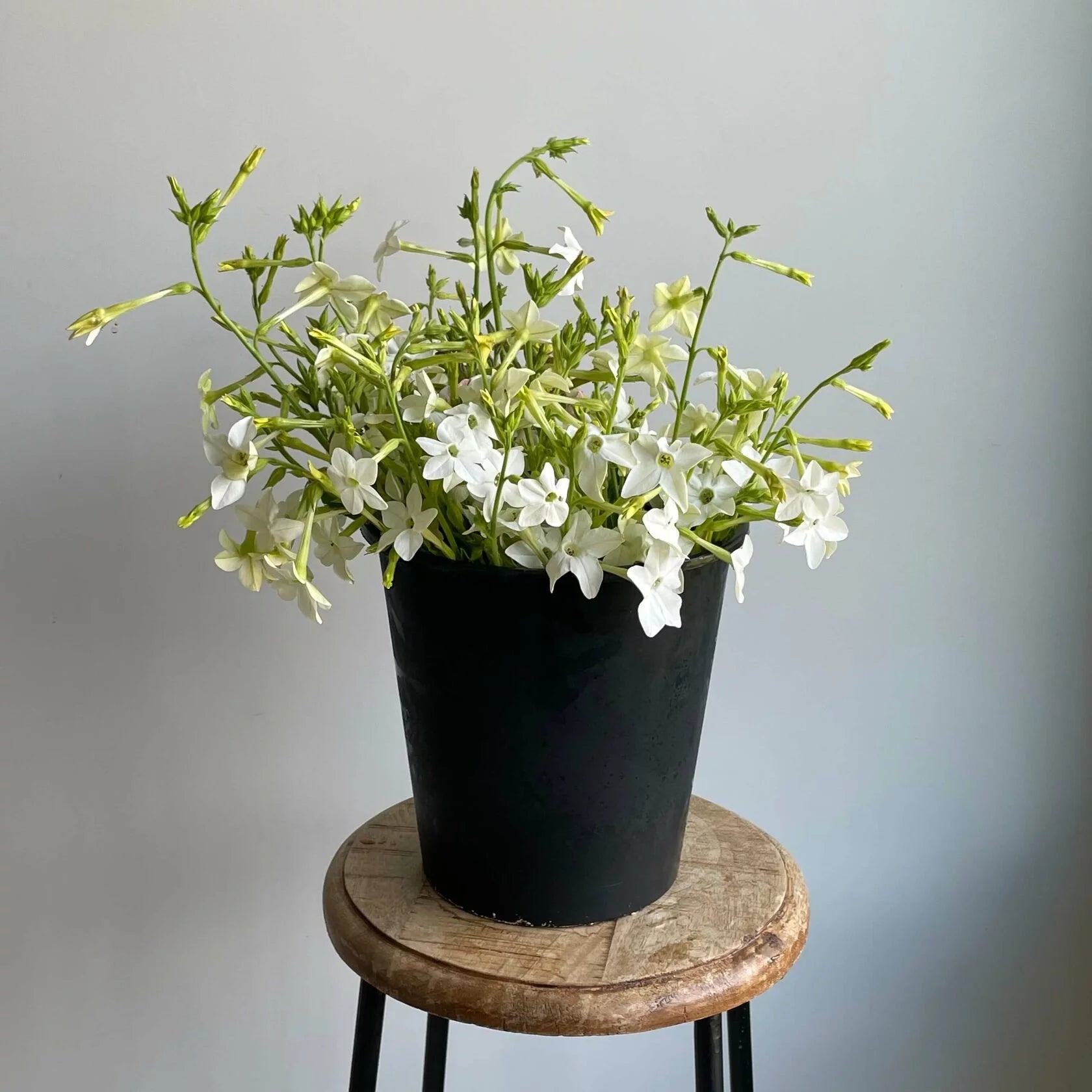 Nicotiana Starlight Dancer