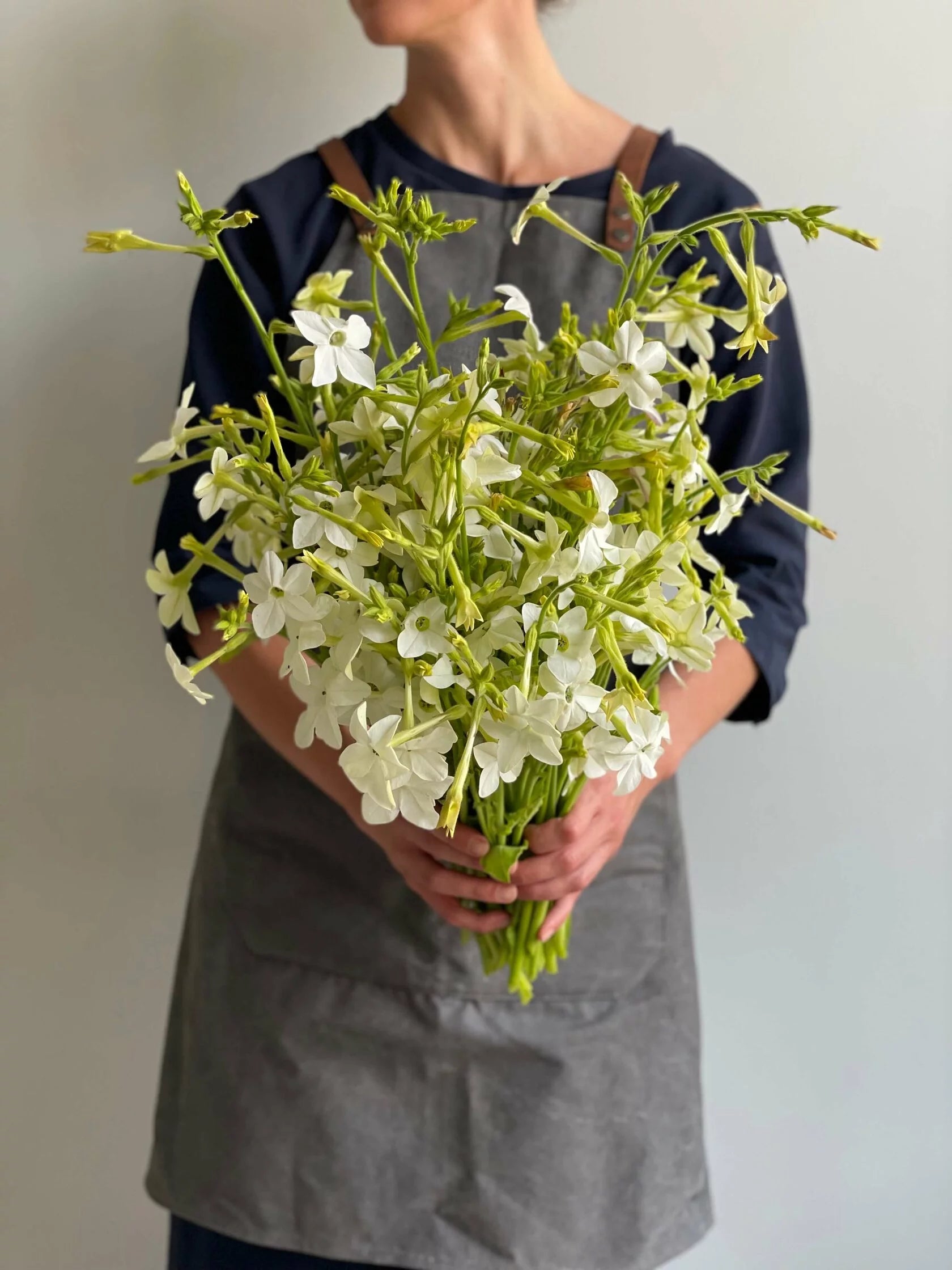 Nicotiana Starlight Dancer