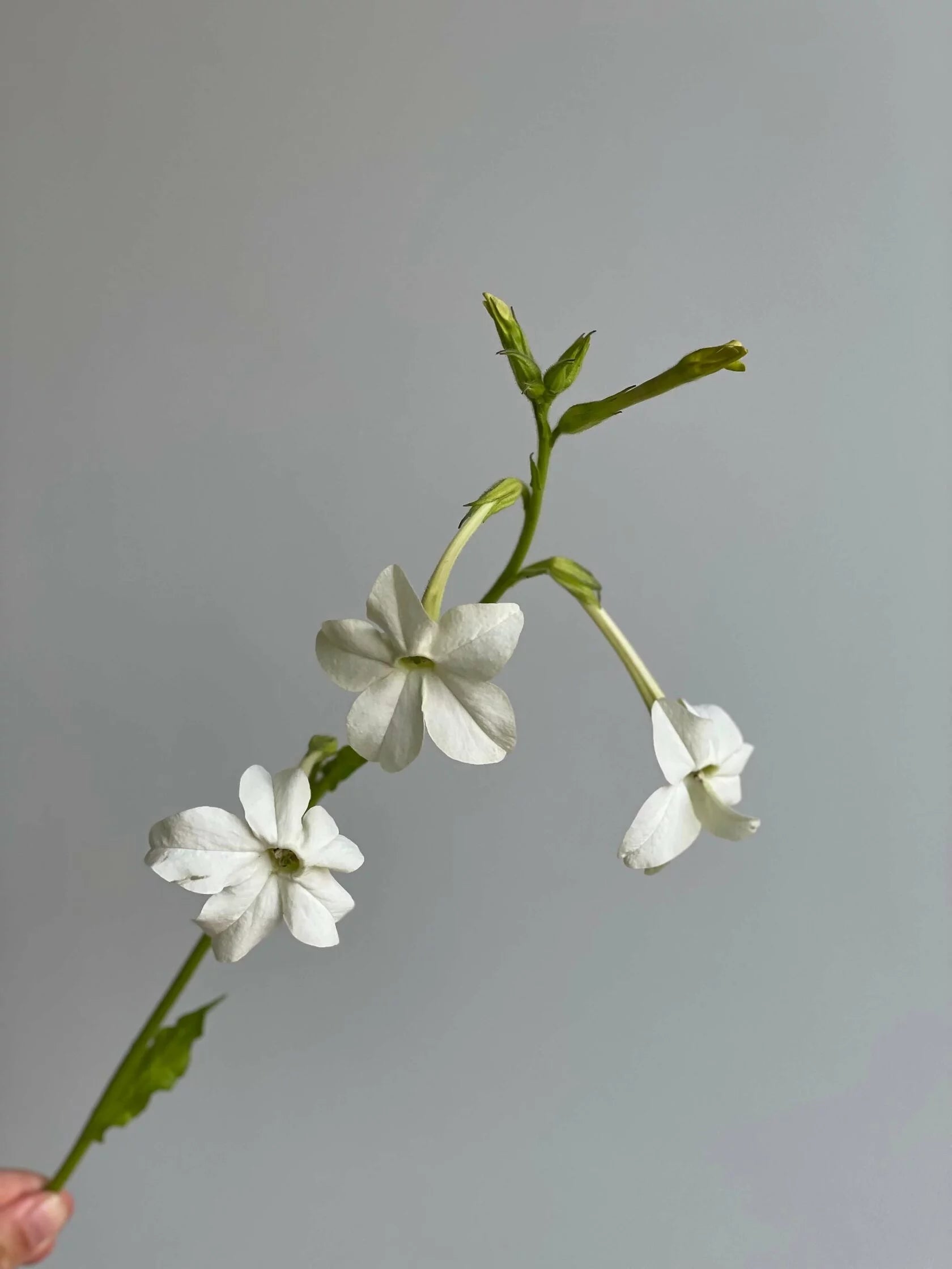 Nicotiana Starlight Dancer