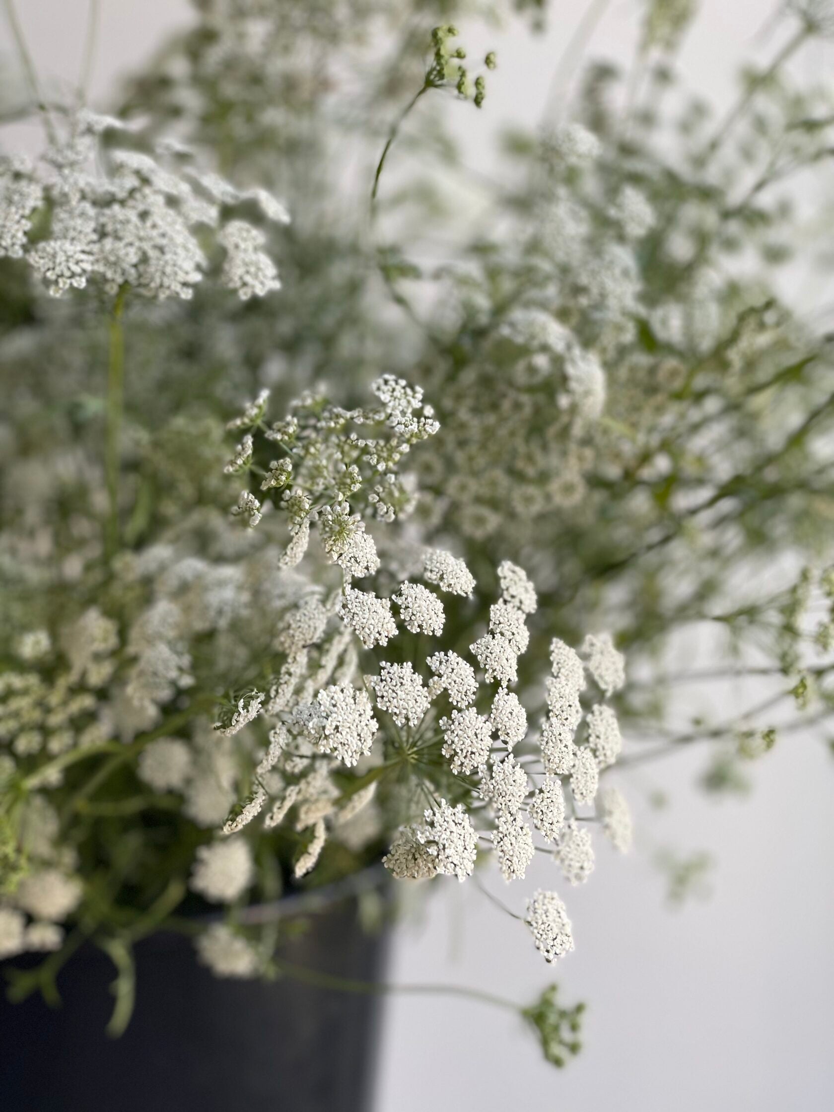 Ammi White Dill