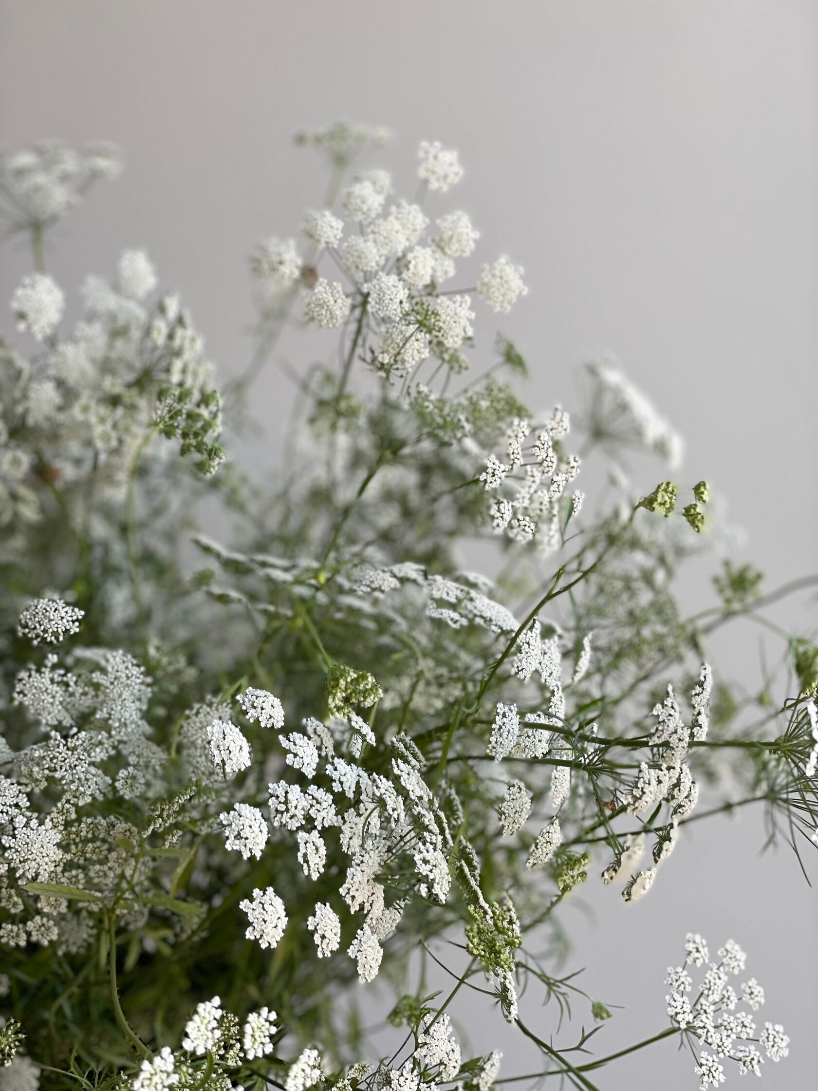 Ammi White Dill