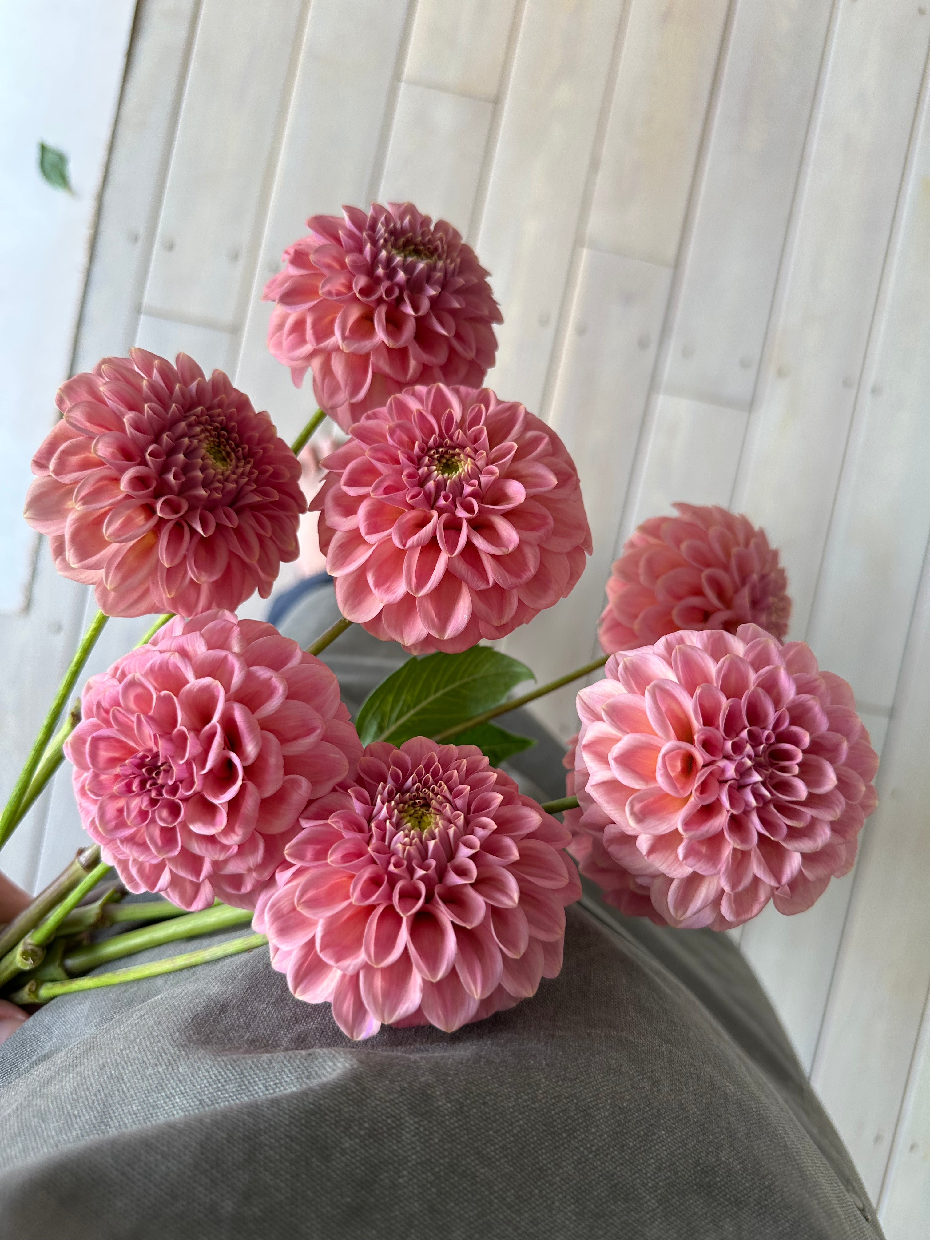 Dahlia Rock Run Ashley