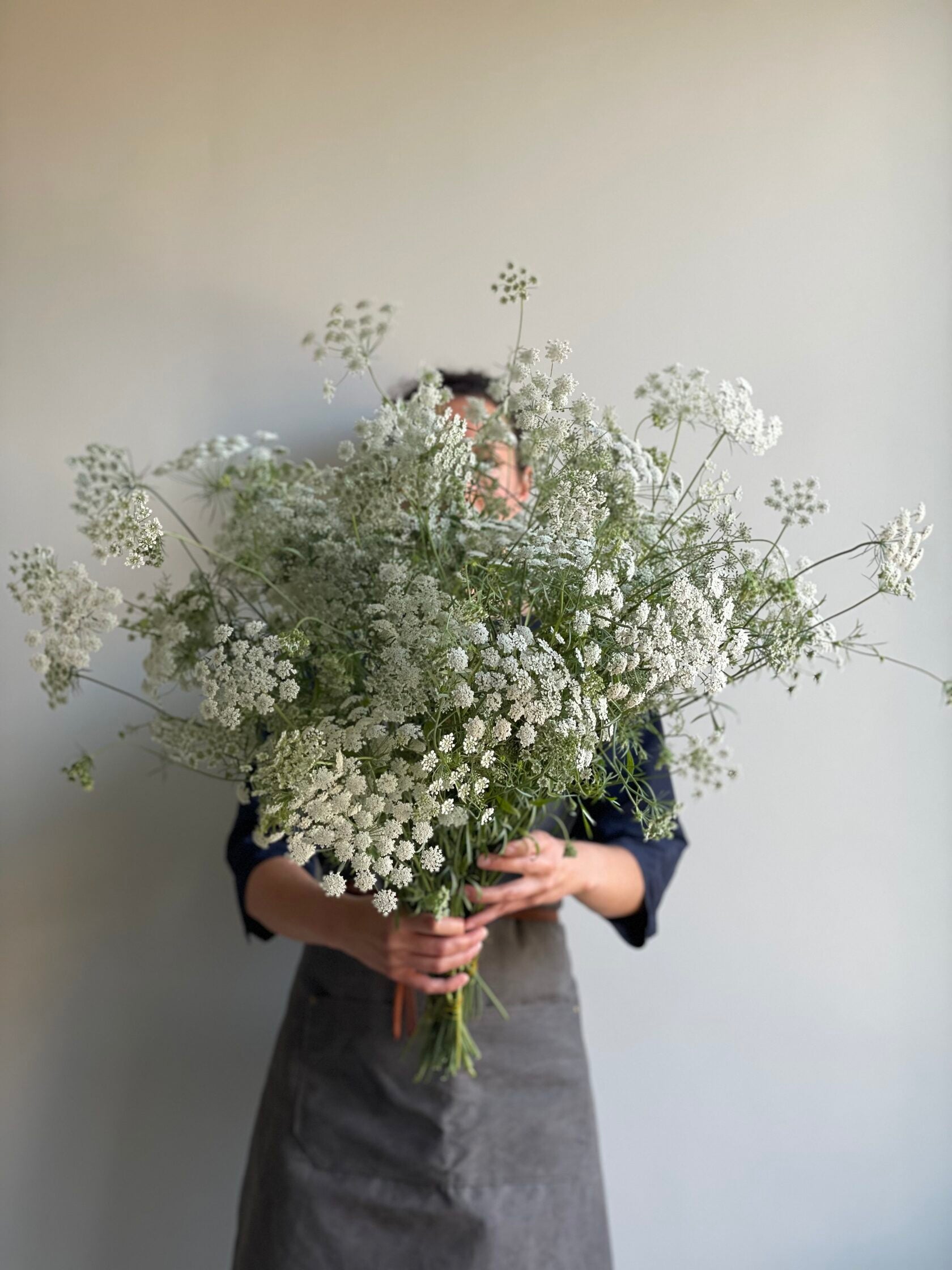 Ammi White Dill