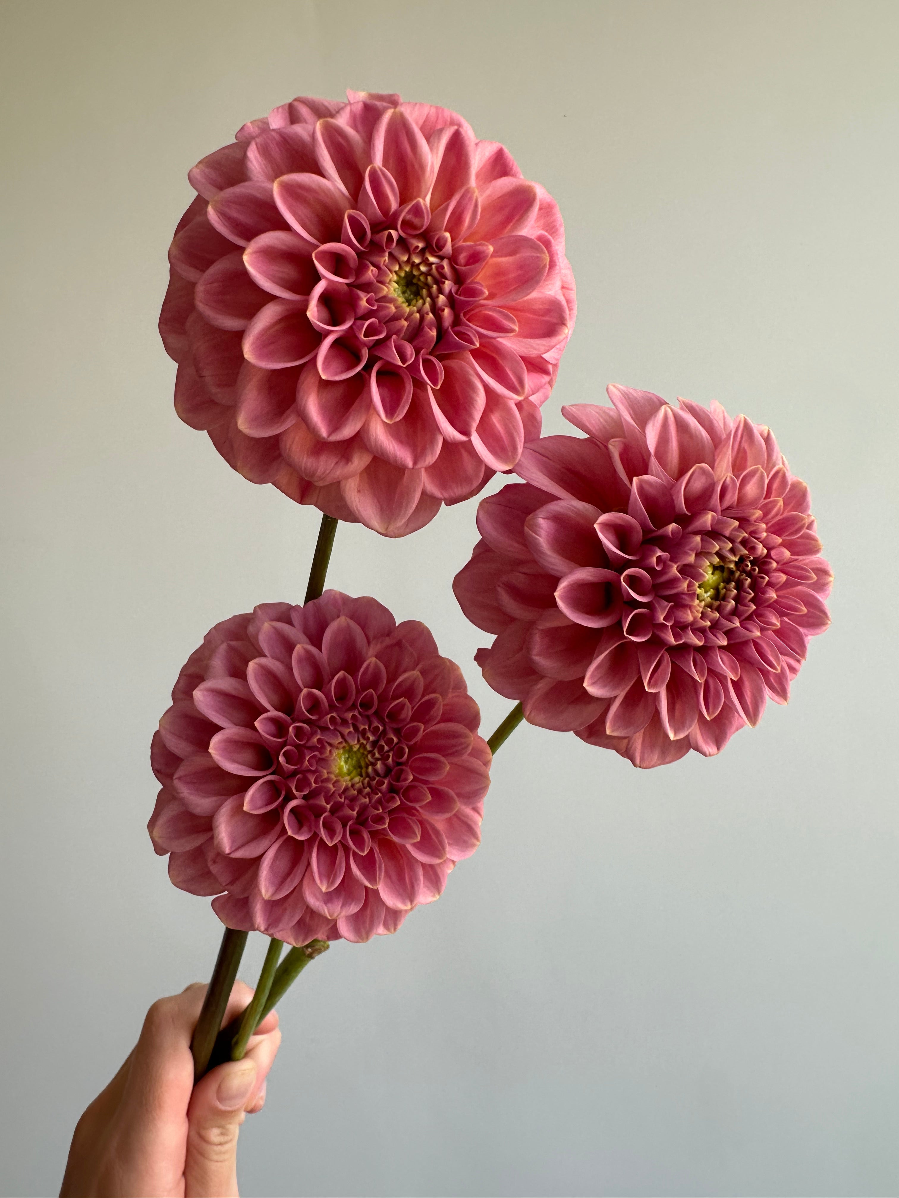 Dahlia Rock Run Ashley