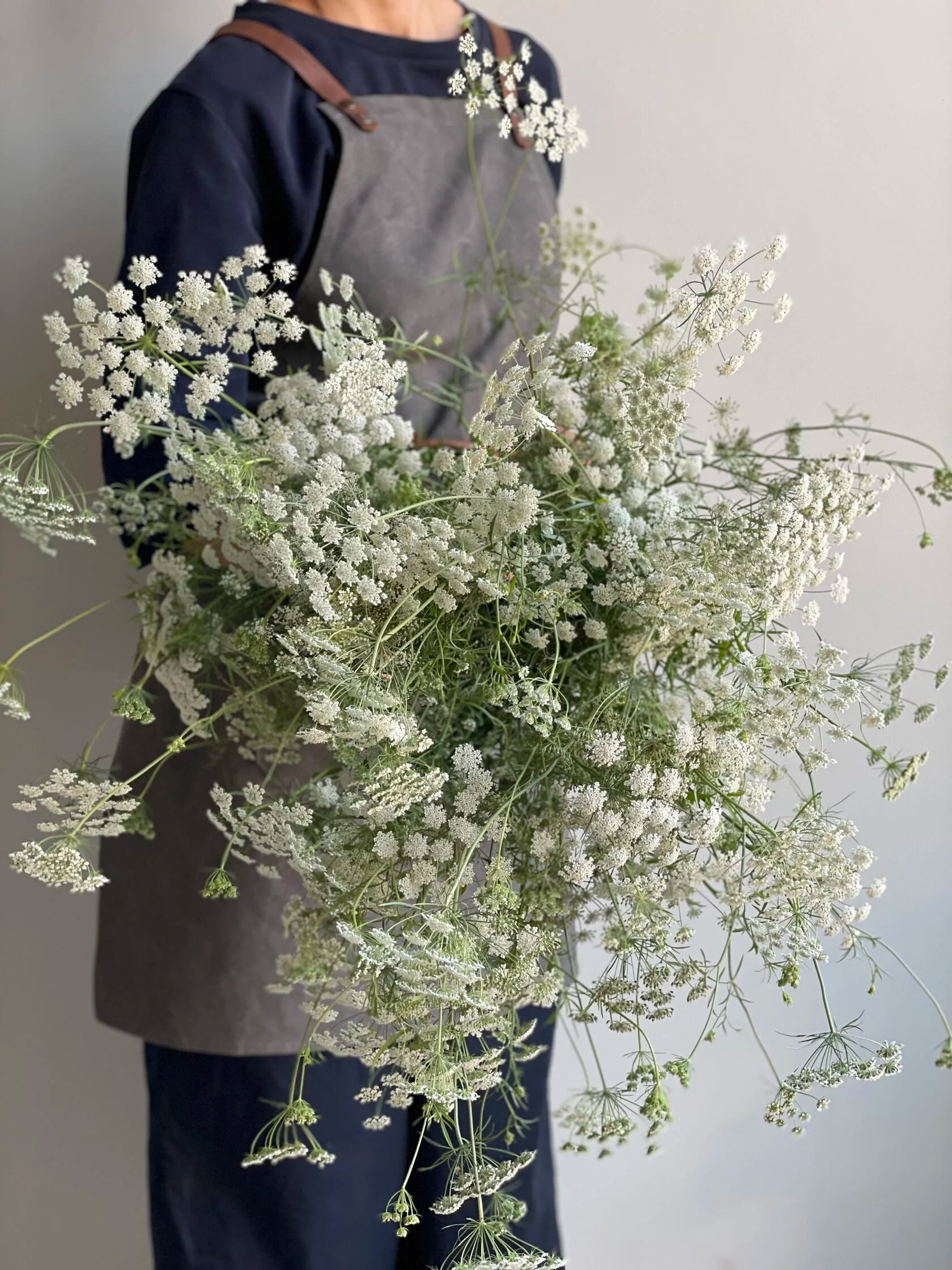 Ammi White Dill