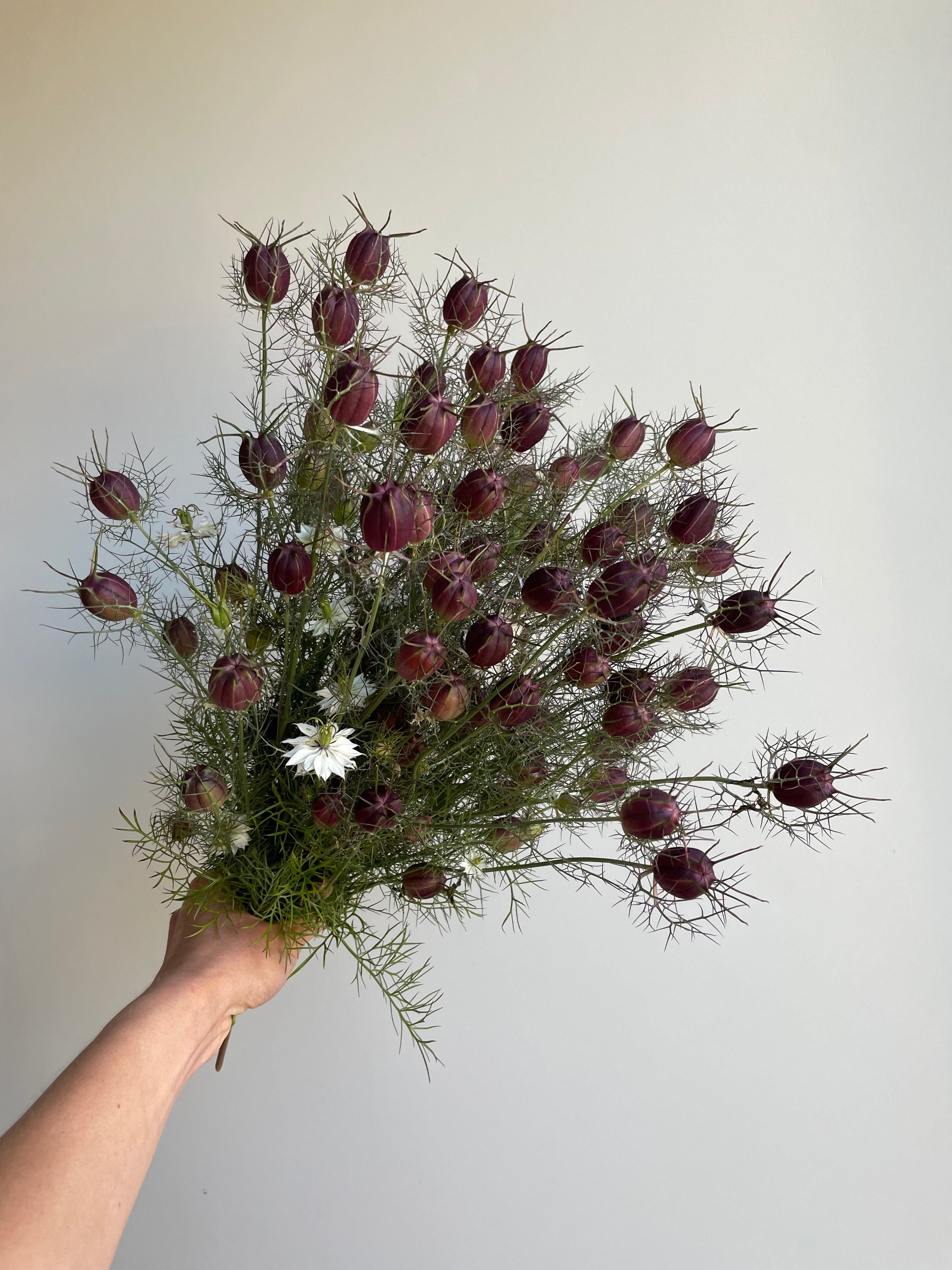 Nigella Black Pod