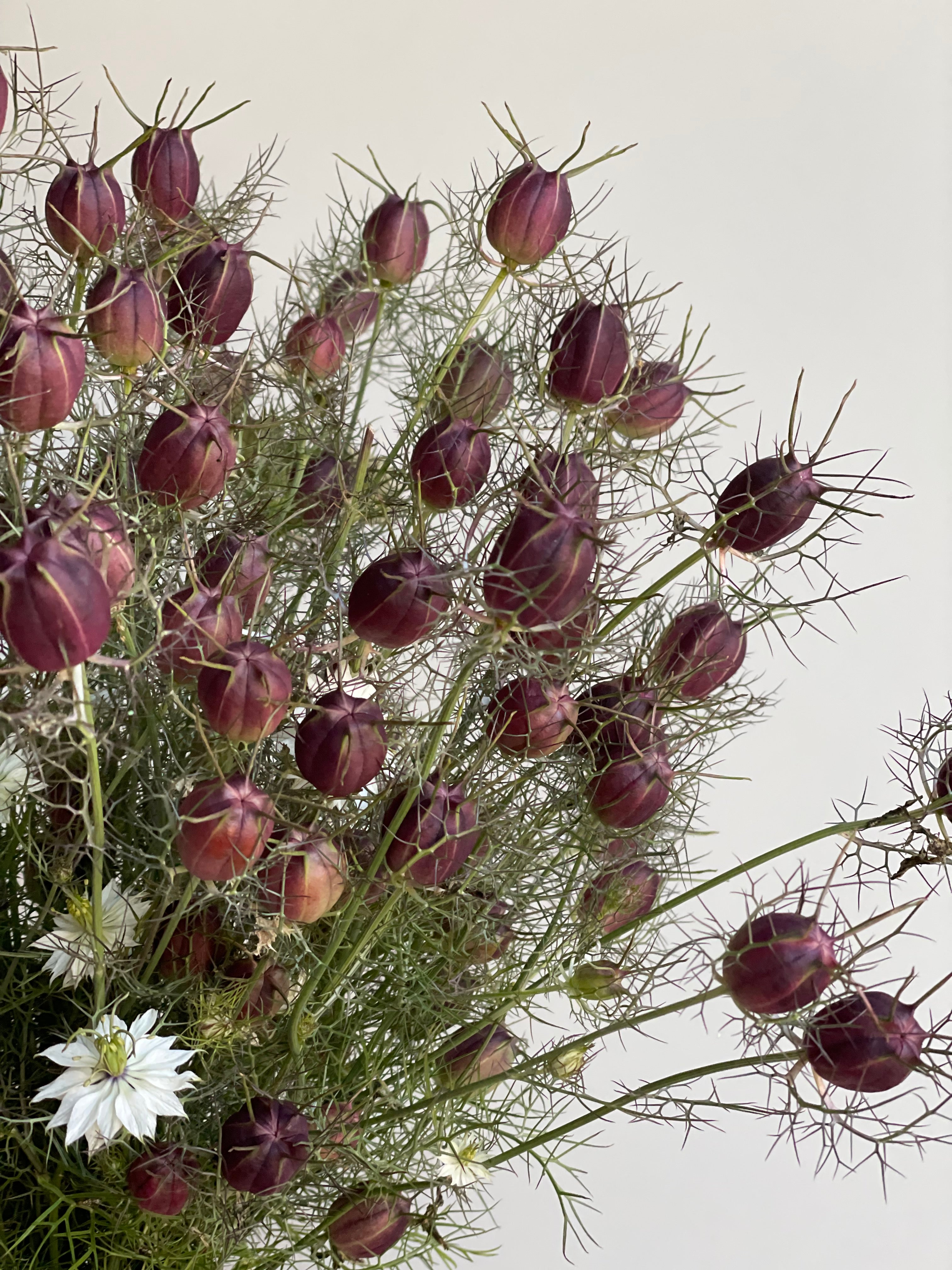 Nigella Black Pod