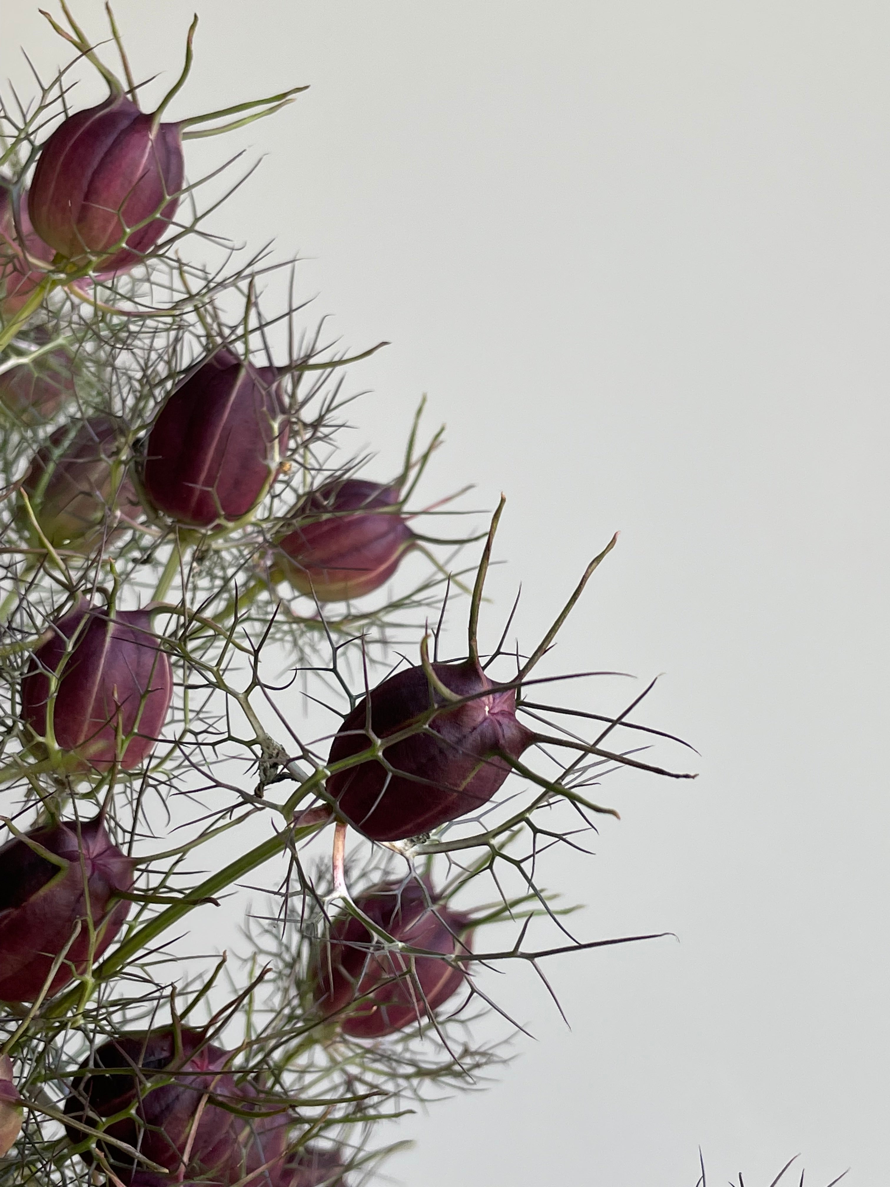 Nigella Black Pod