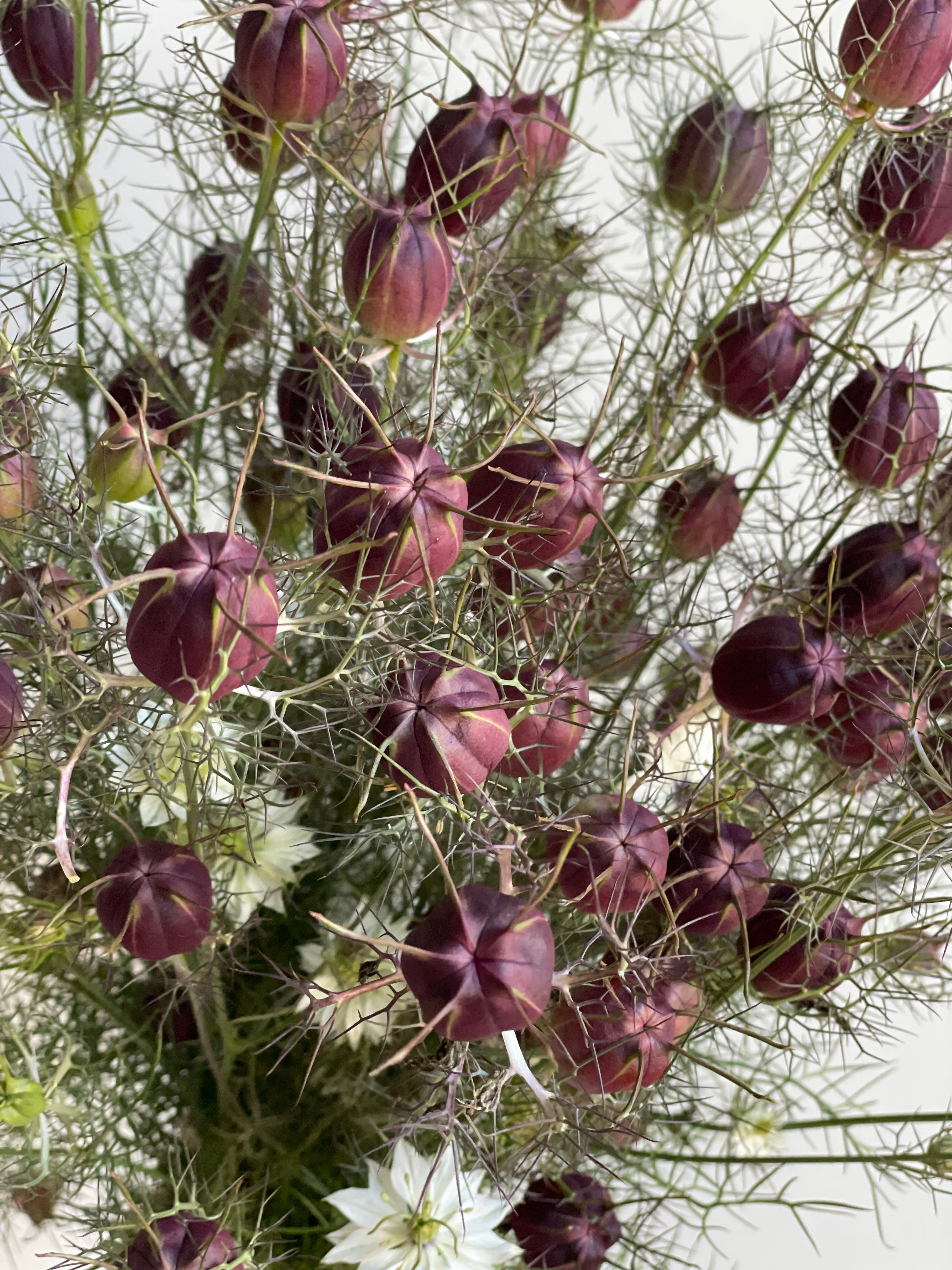 Nigella Black Pod