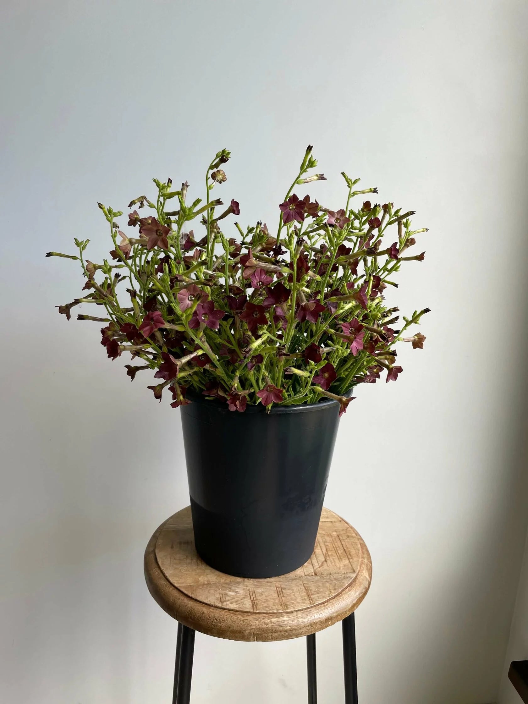 Nicotiana Bronze Queen