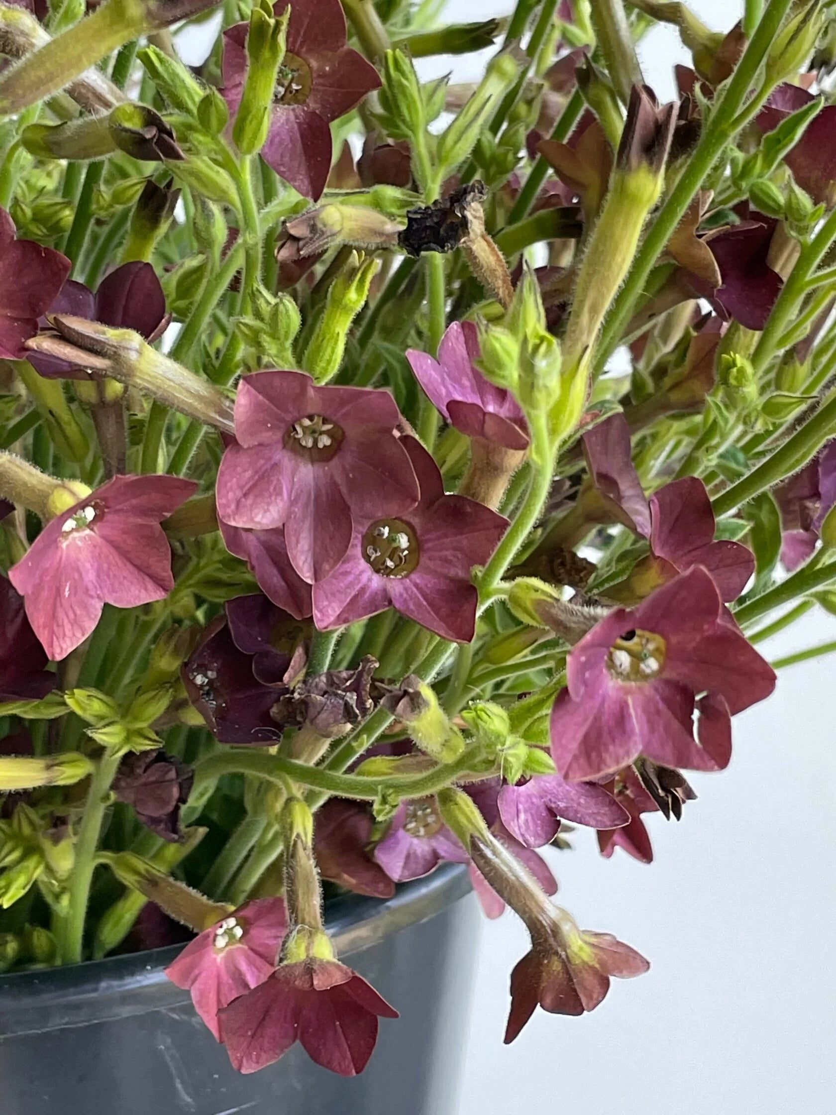 Nicotiana Bronze Queen