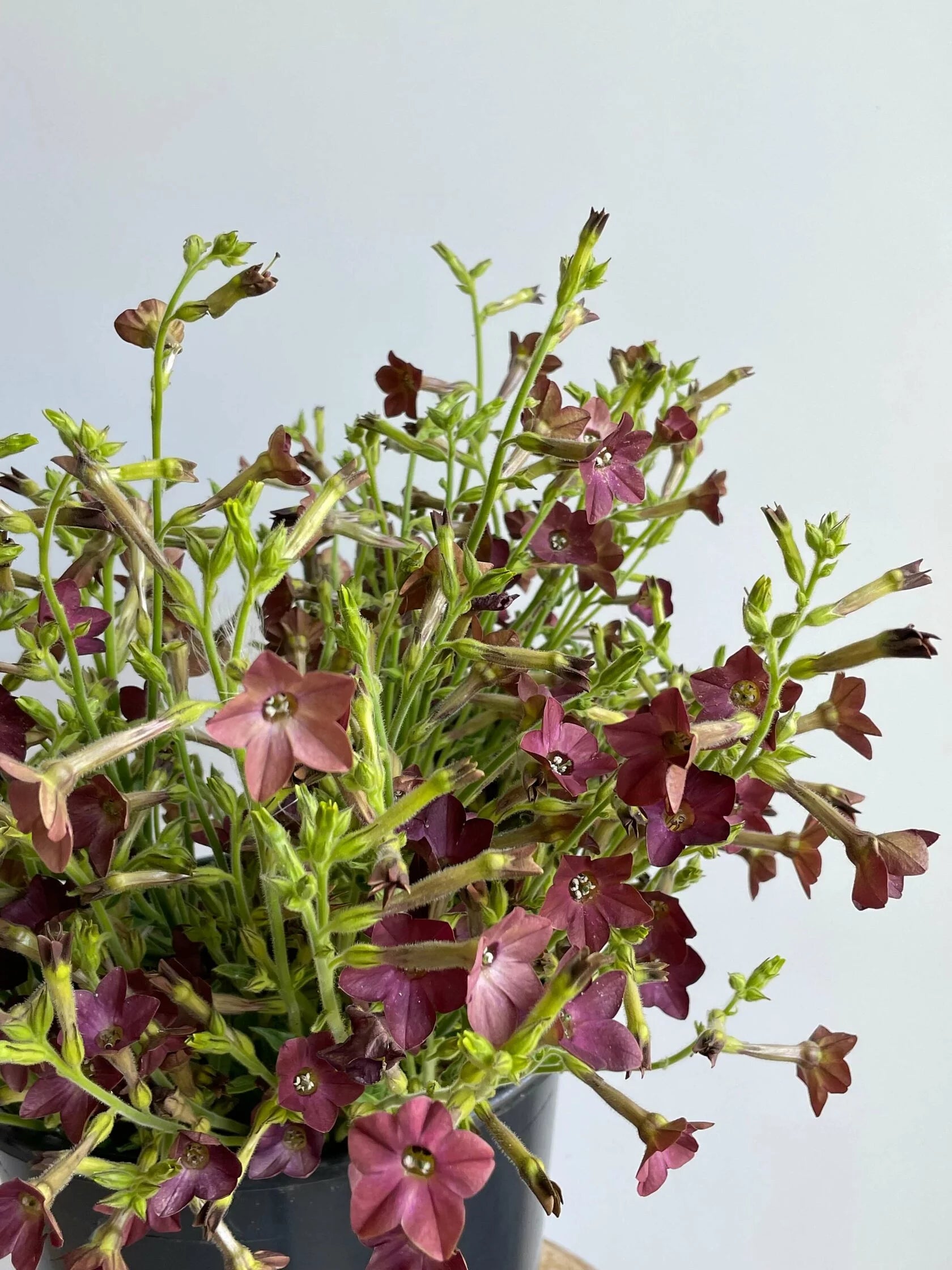 Nicotiana Bronze Queen