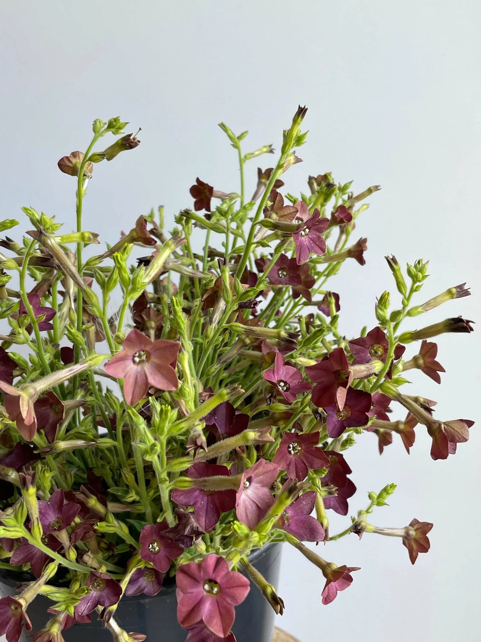 tobacco for worming horses History of Equine Parasite Control