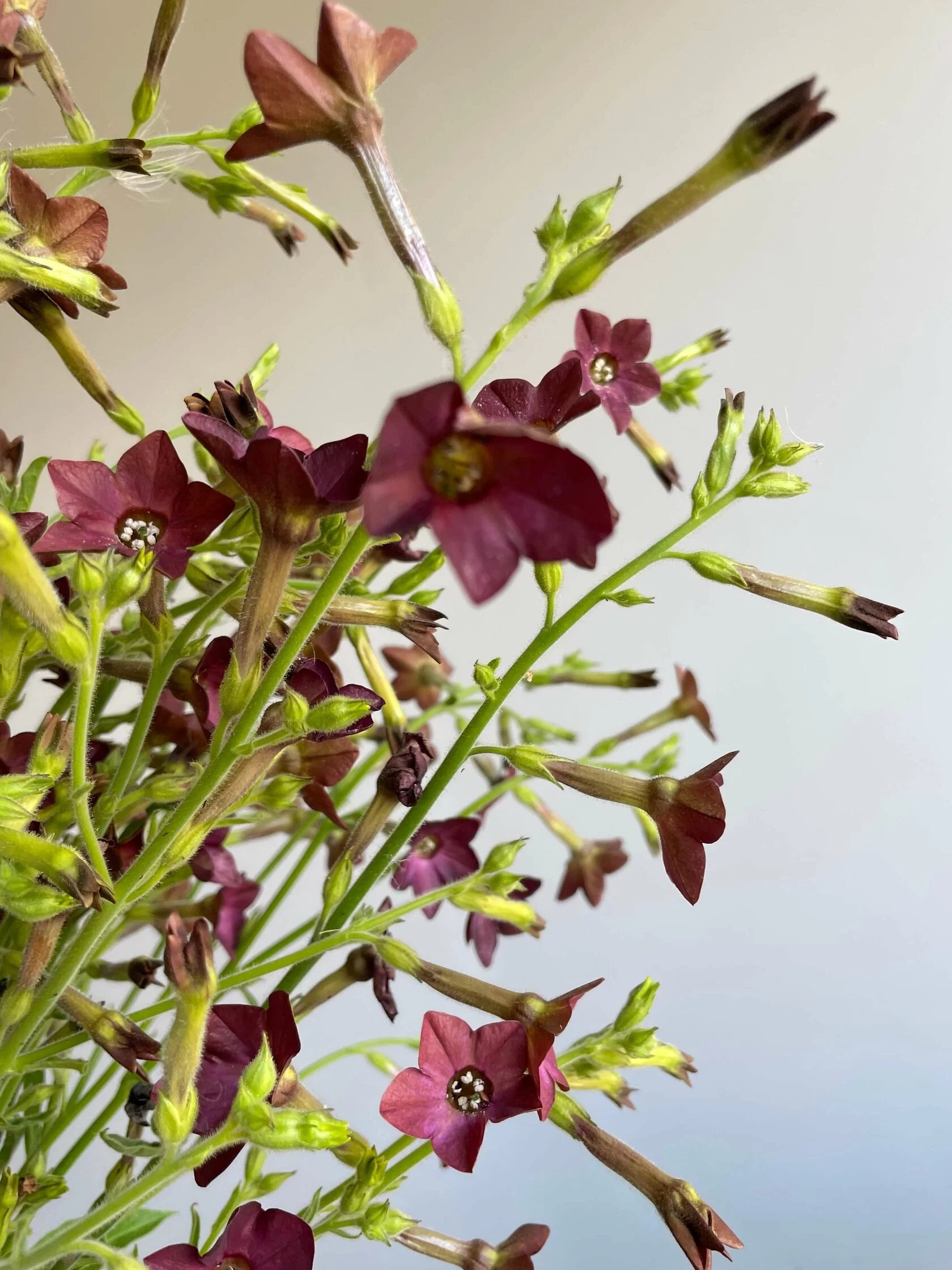 Nicotiana Bronze Queen