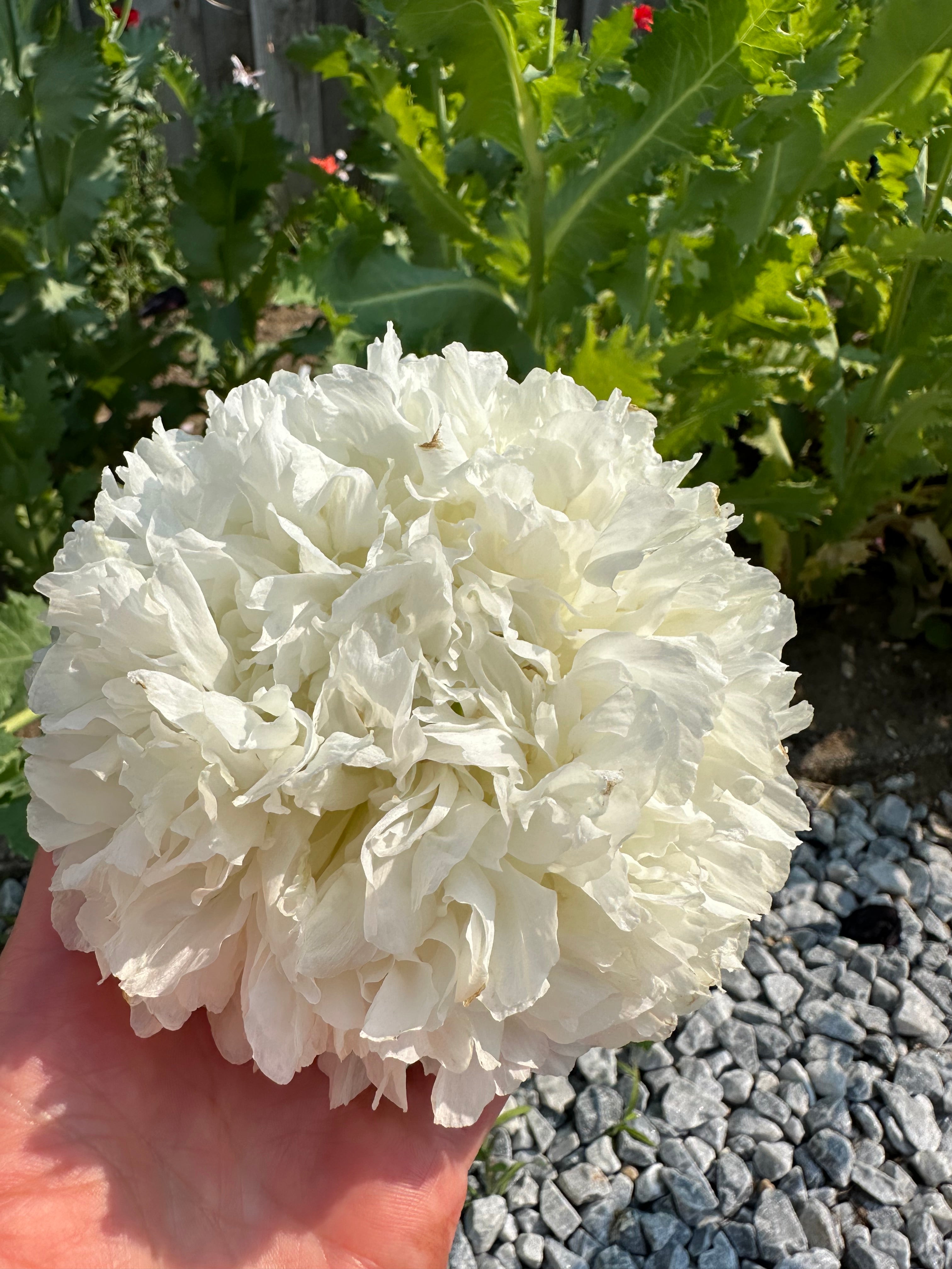 Papaver somniferum Creamy Peony