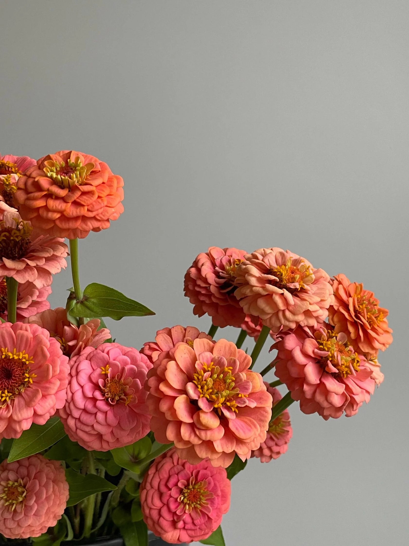 Zinnia Oklahoma Salmon