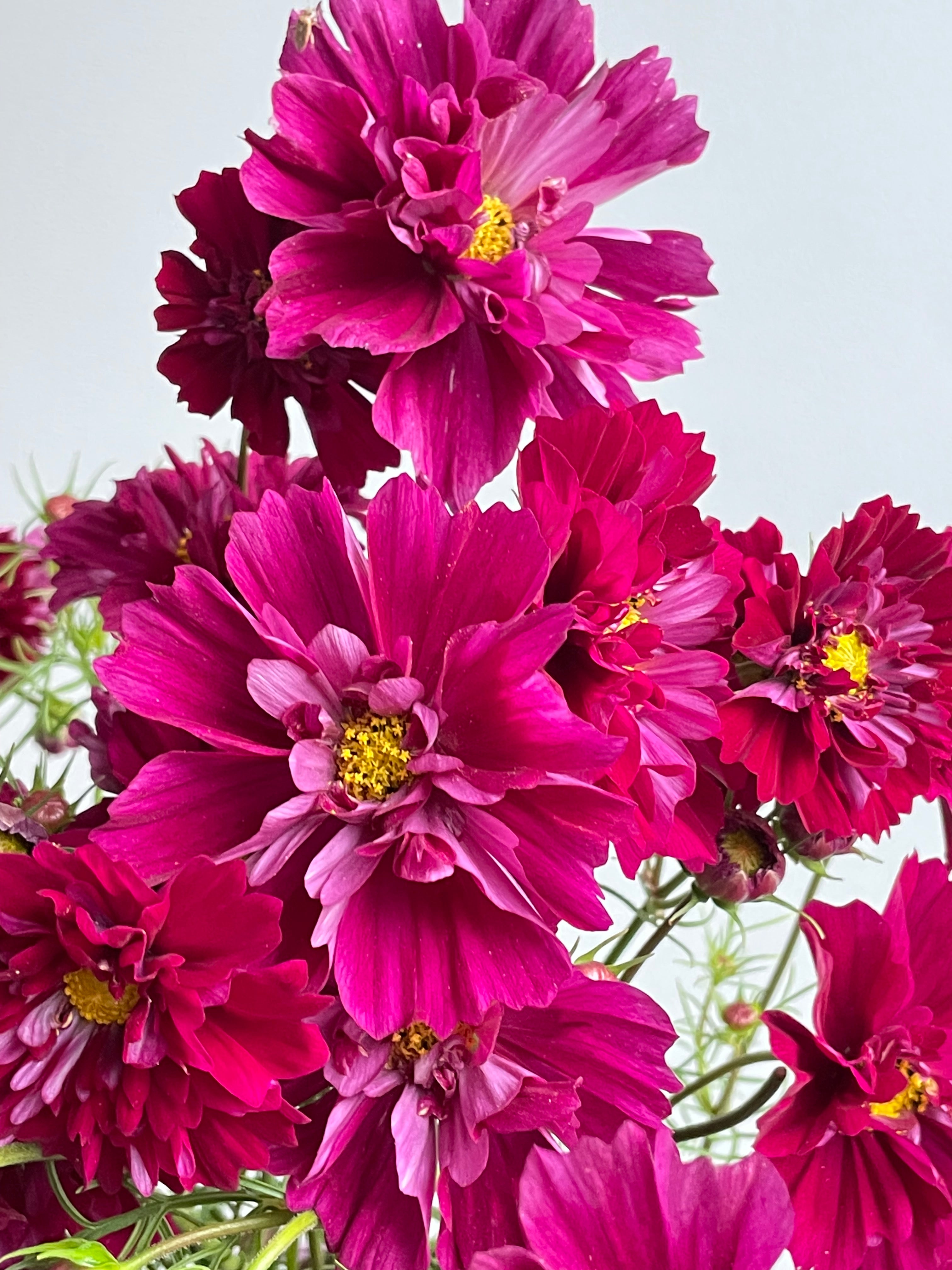 Cosmos Double Click Cranberries