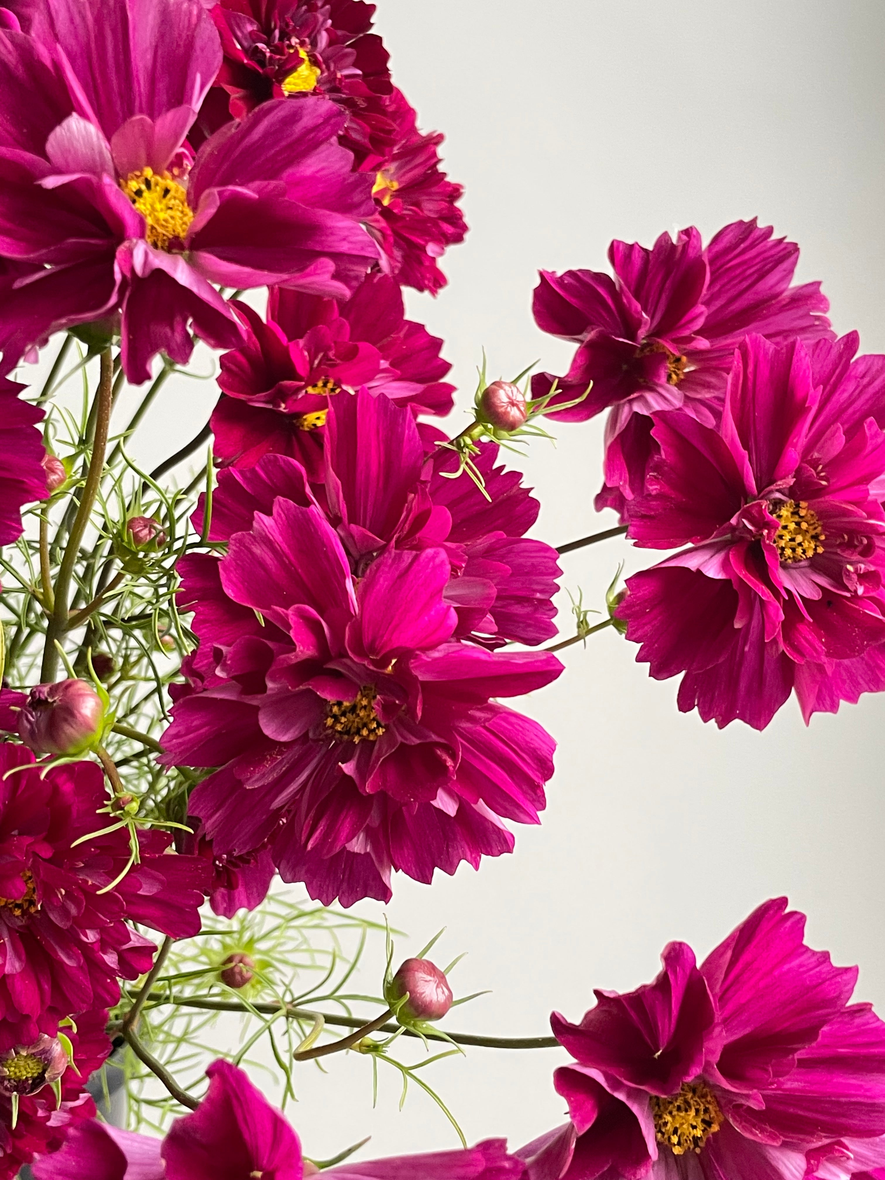 Cosmos Double Click Cranberries