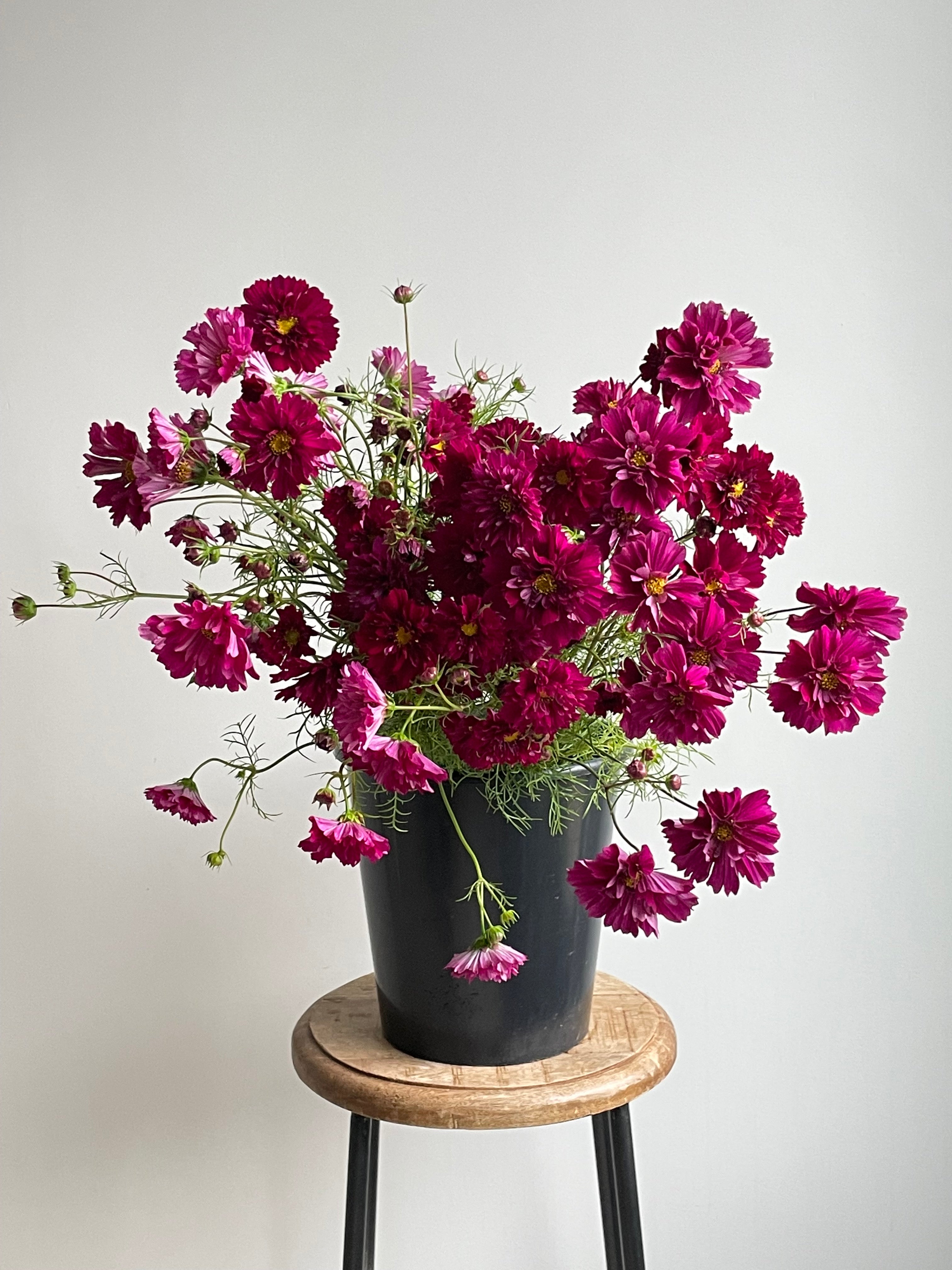 Cosmos Double Click Cranberries