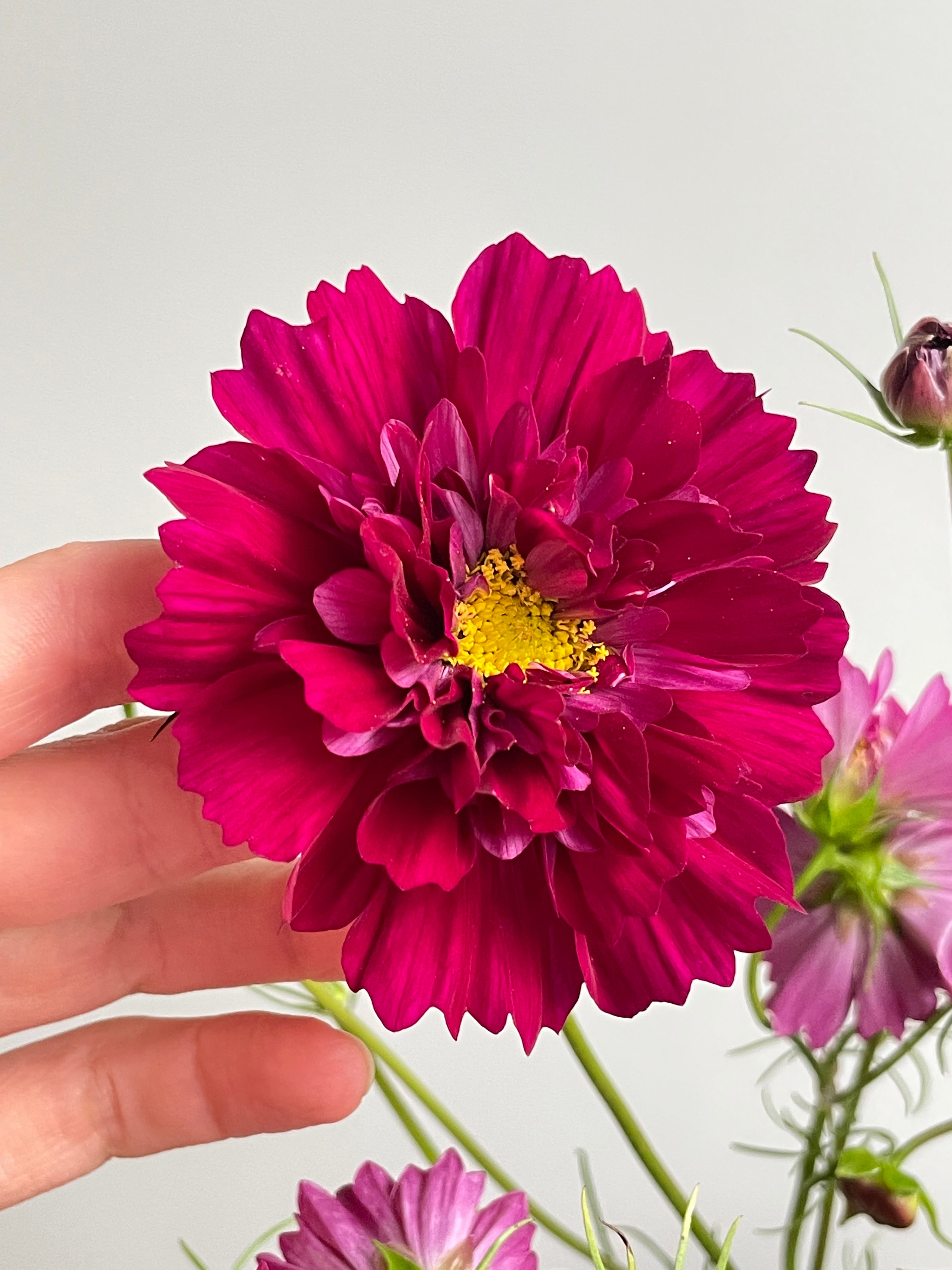 Cosmos Double Click Cranberries