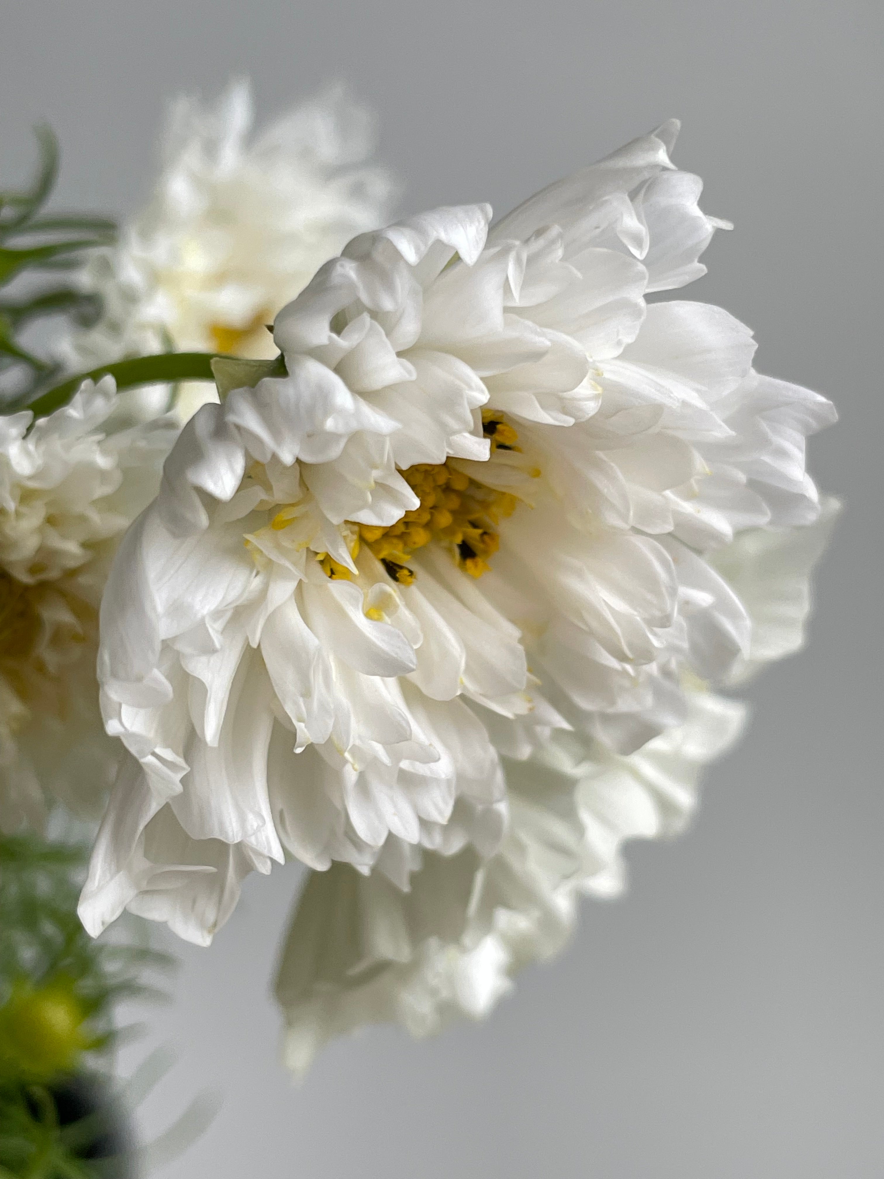 Cosmos Double Click Snow Puff