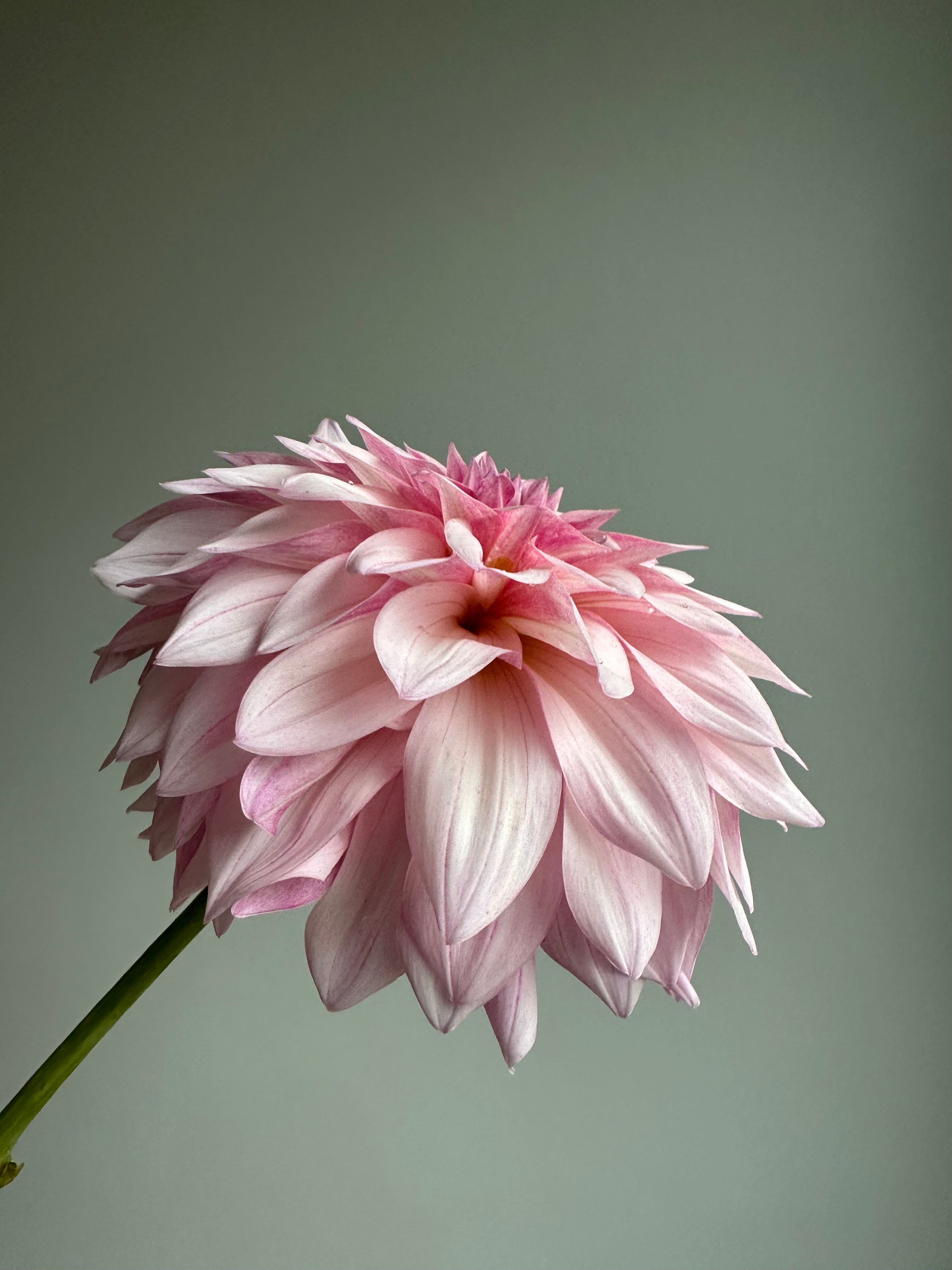 Dahlia KA's Mocha Jake