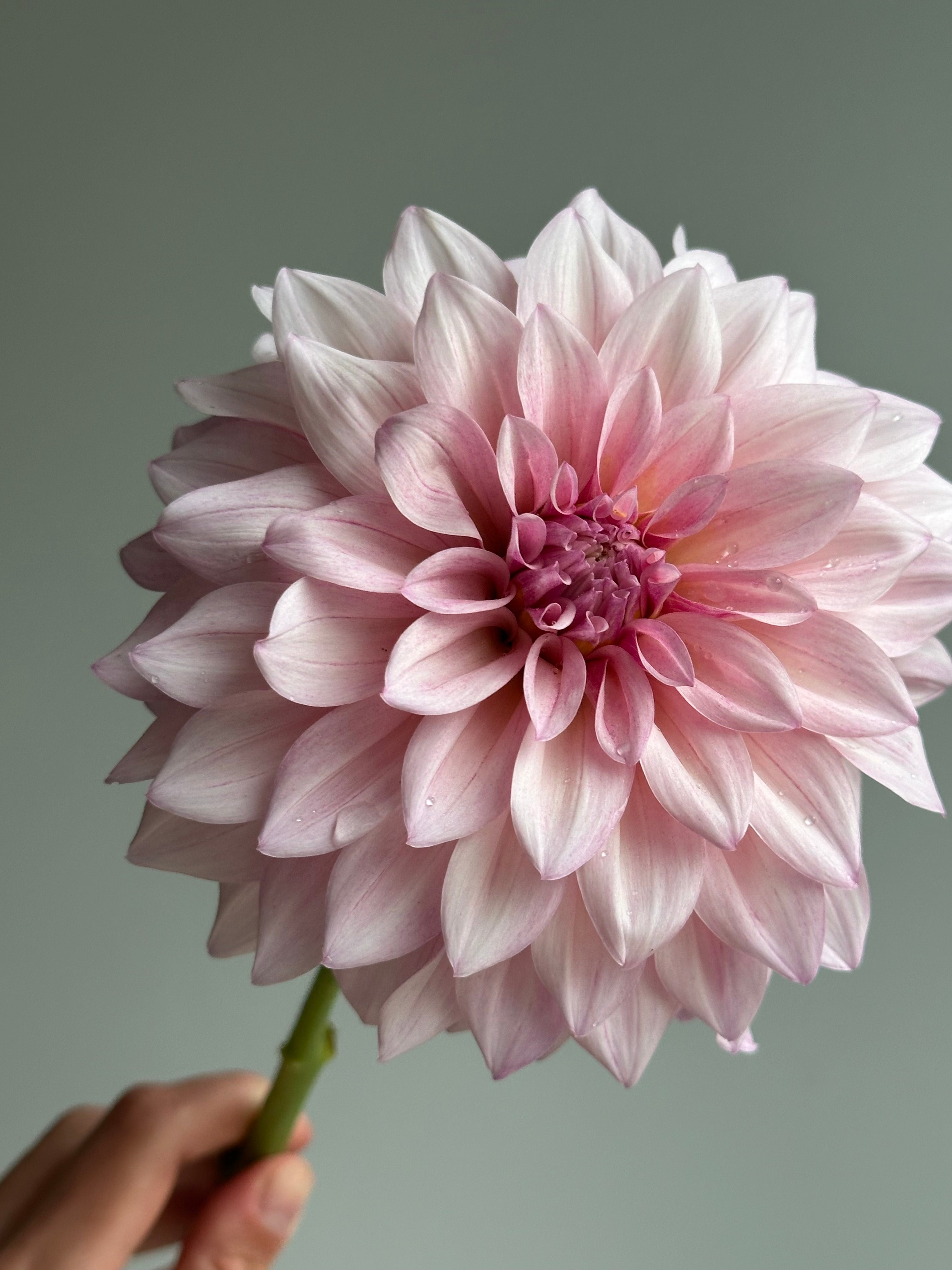 Dahlia KA's Mocha Jake