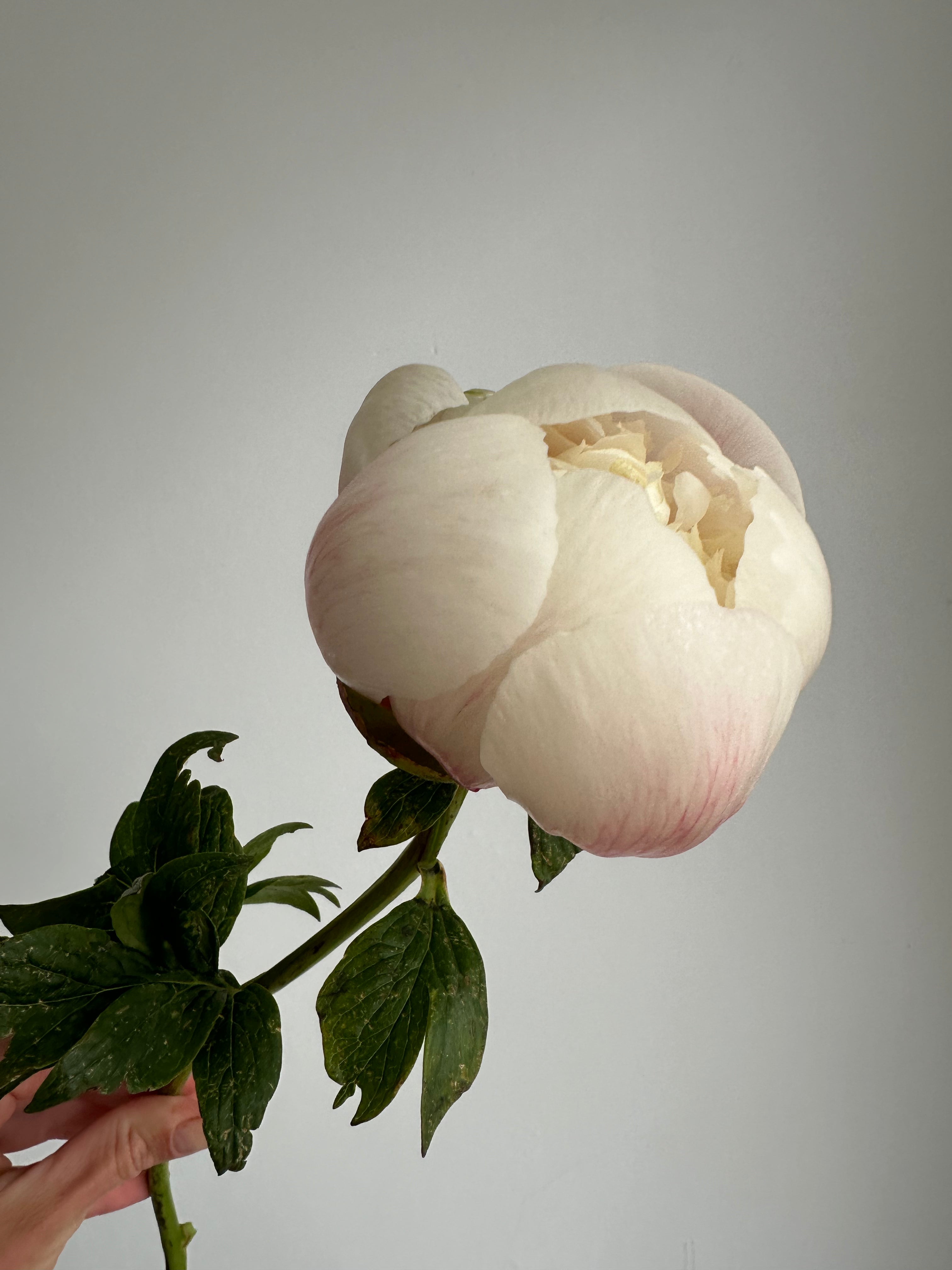 Peony Colonel Owen Cousins