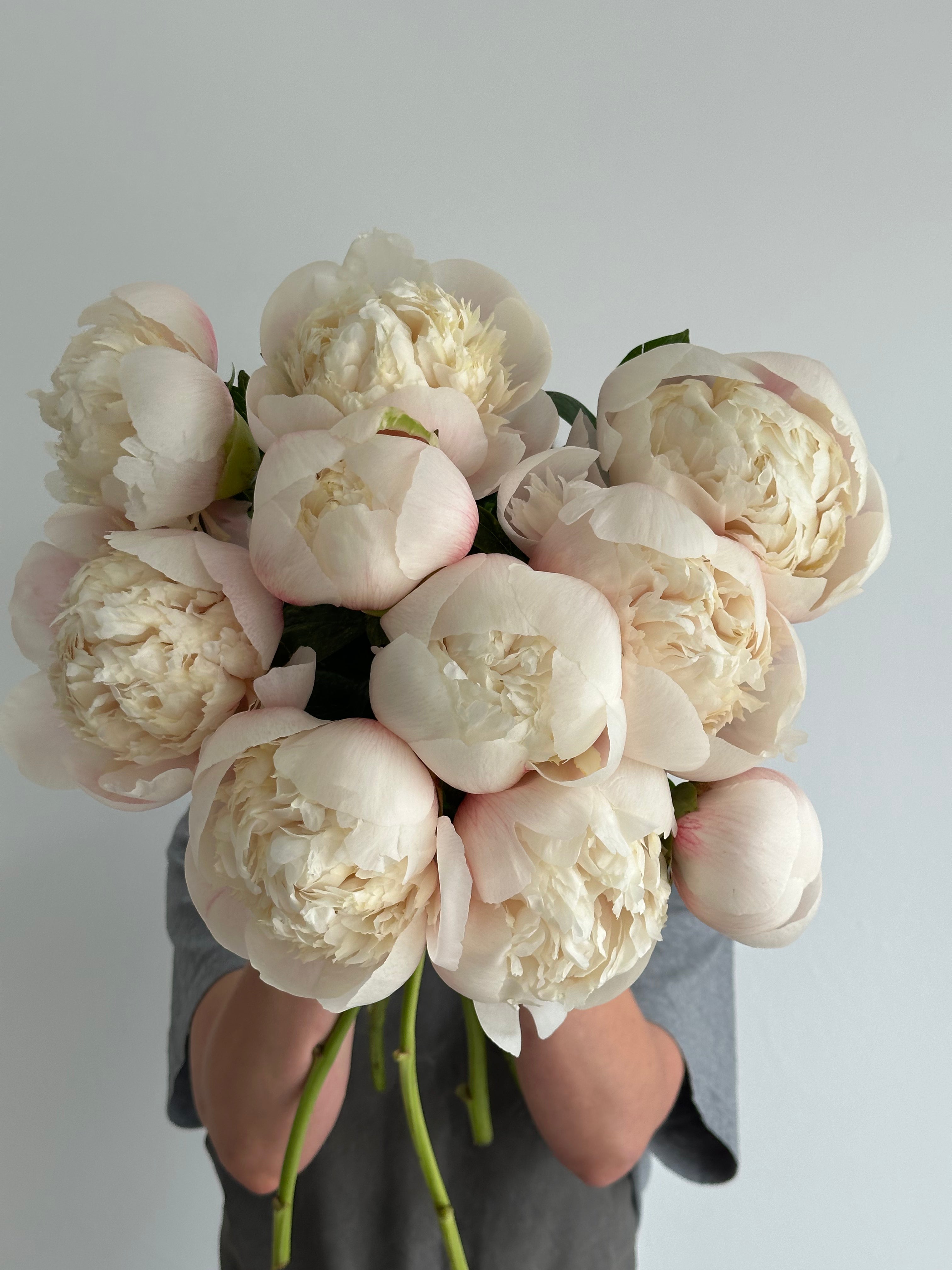 Peony Colonel Owen Cousins