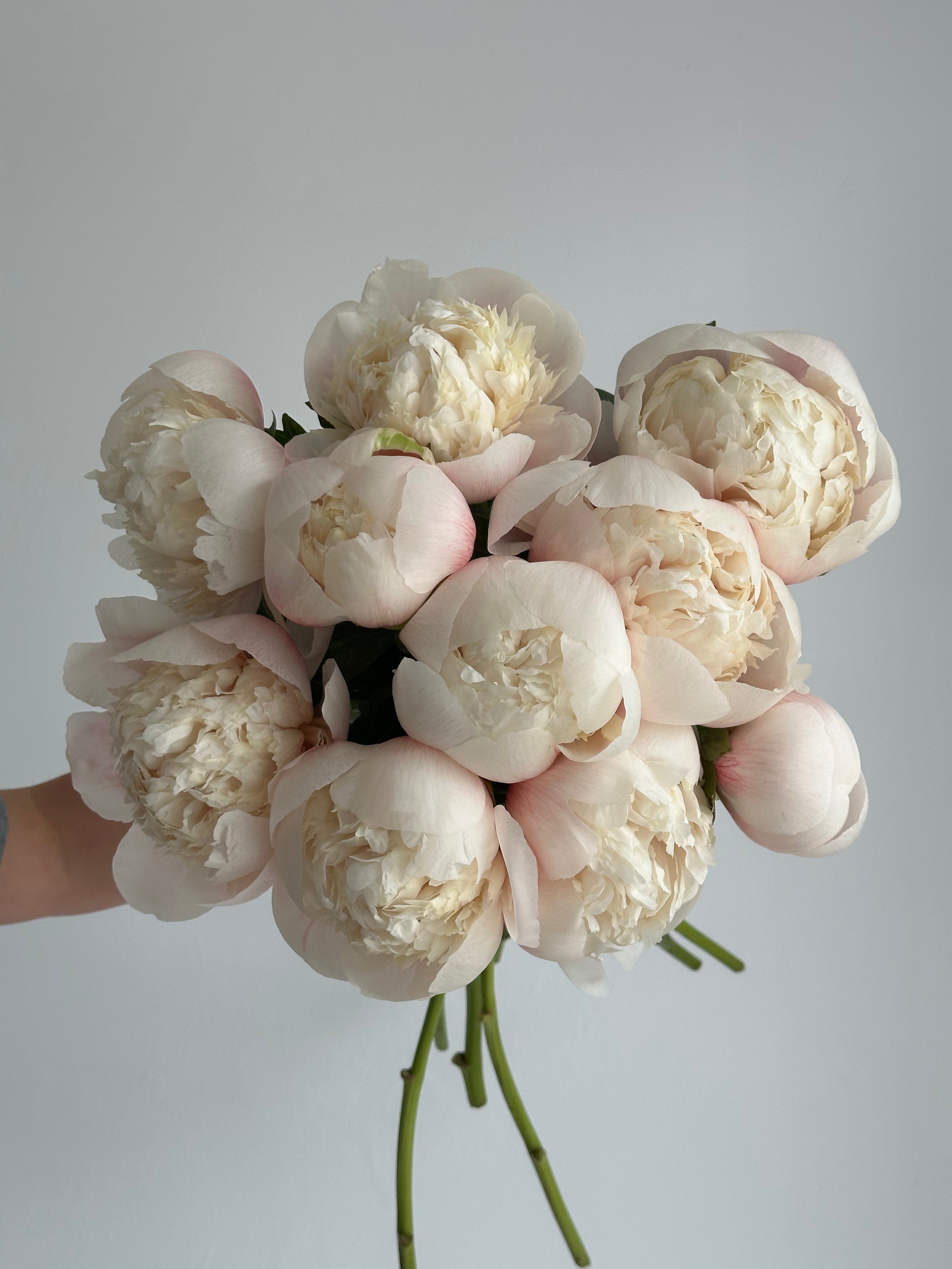 Peony Colonel Owen Cousins