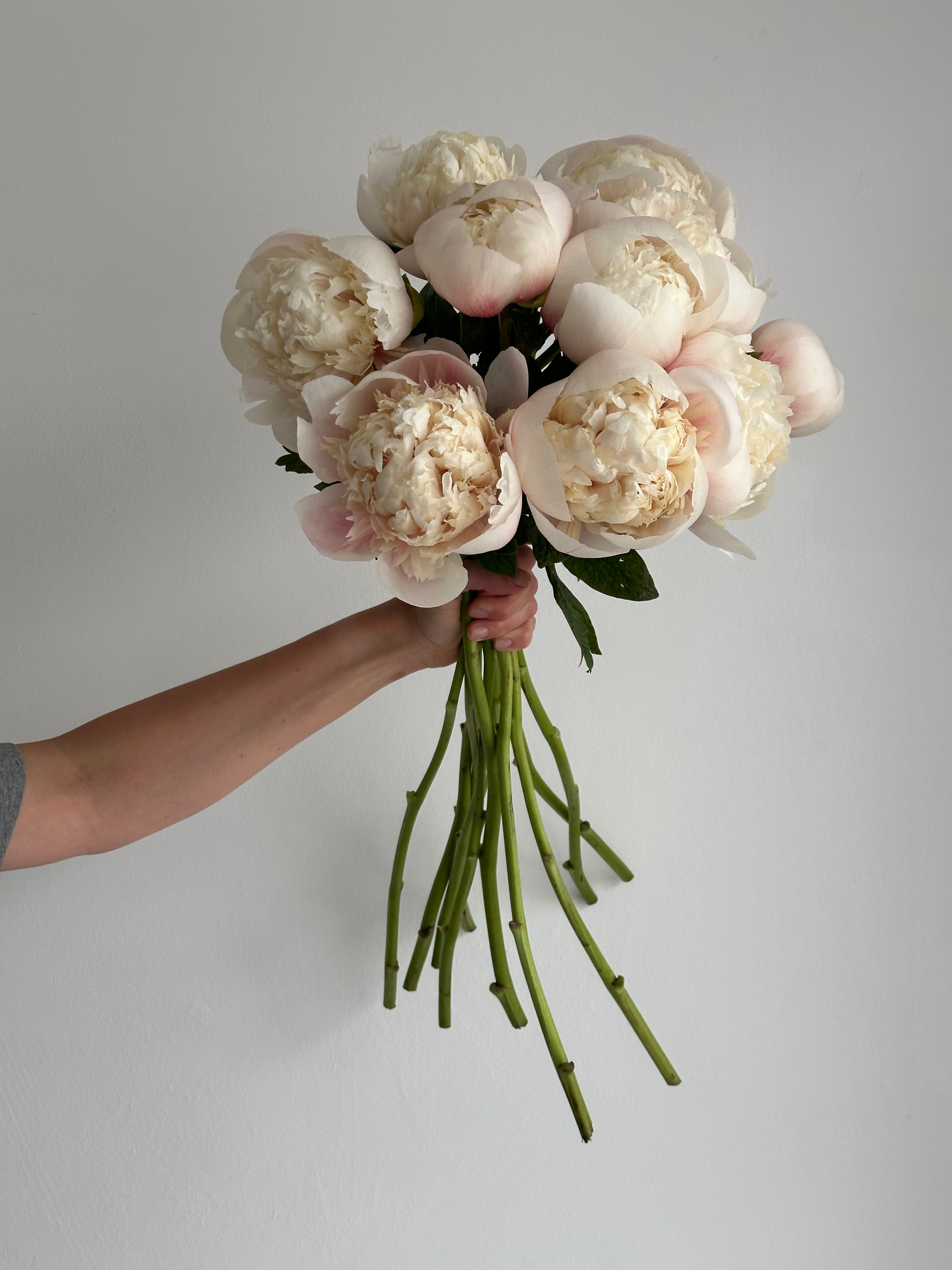Peony Colonel Owen Cousins
