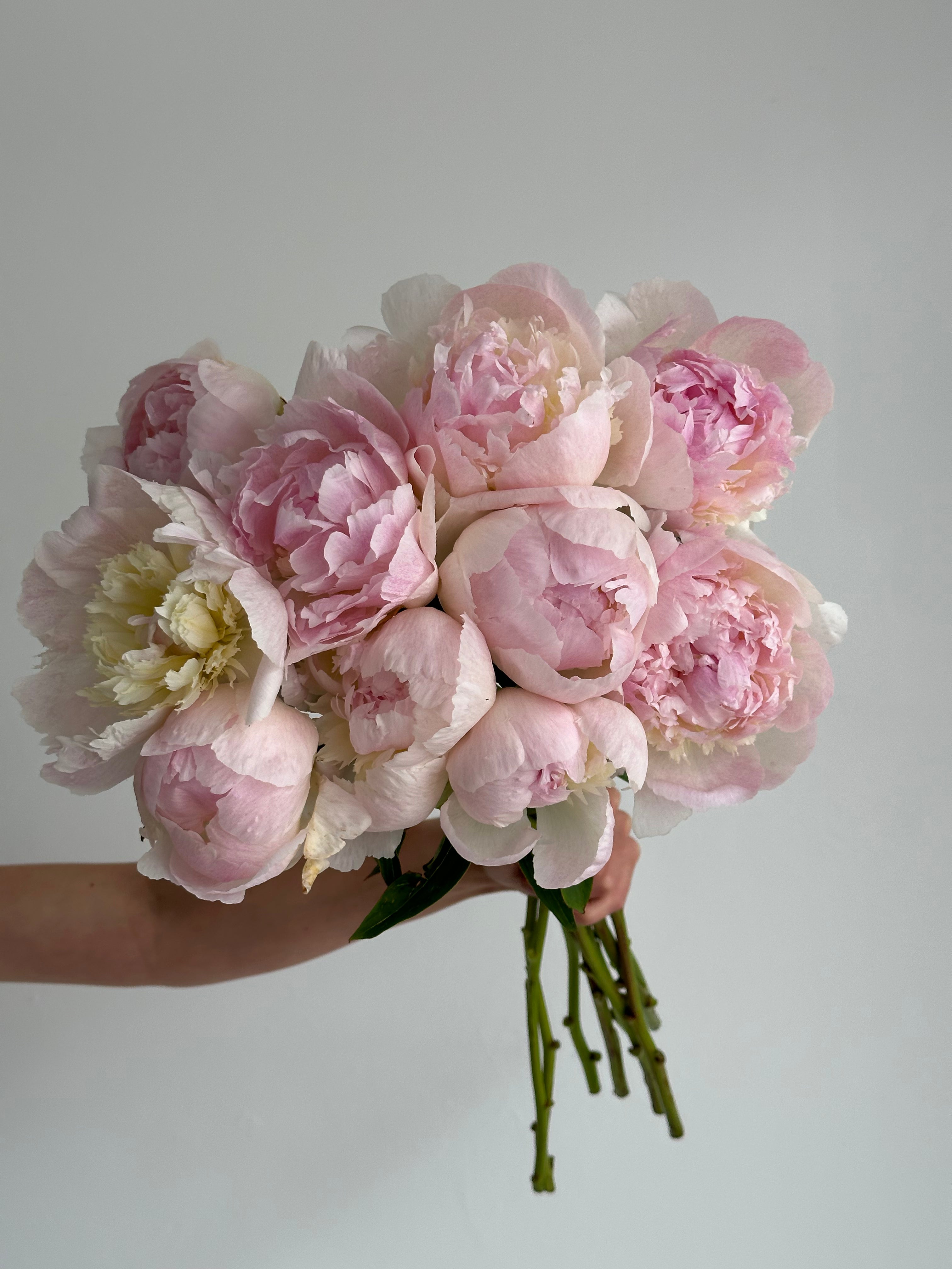 Peony Chiffon Parfait