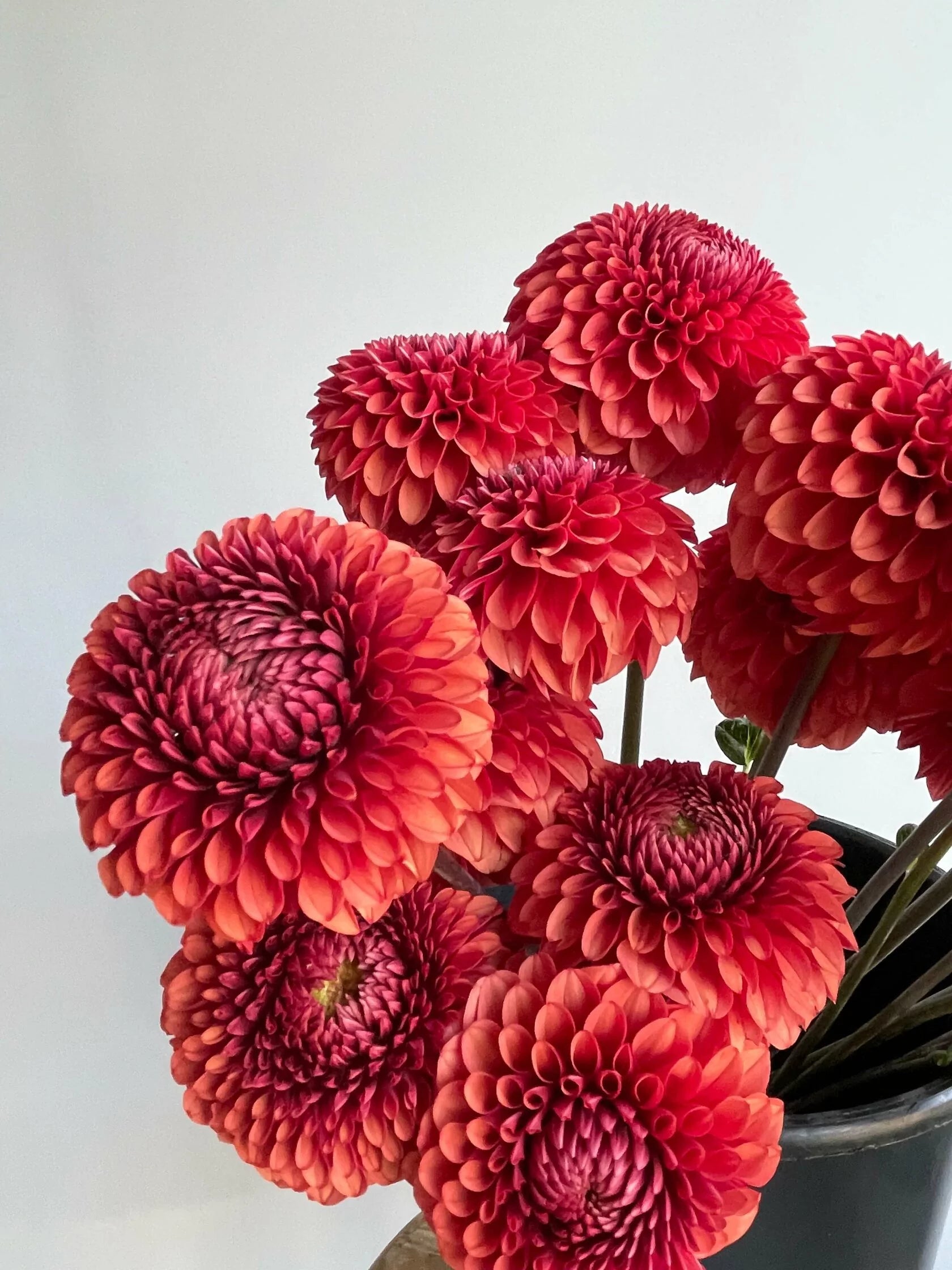 Dahlia Brown Sugar
