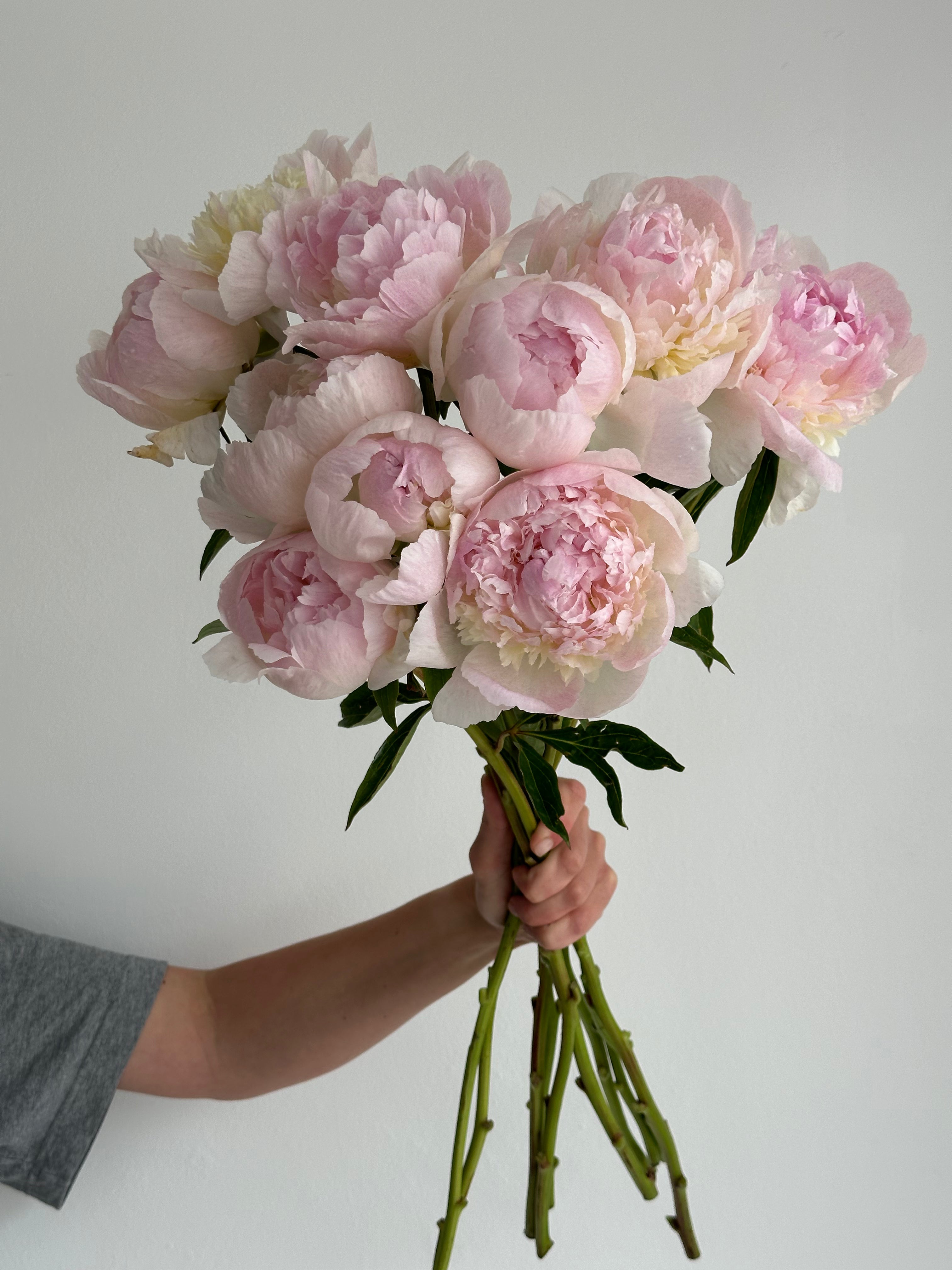 Peony Chiffon Parfait