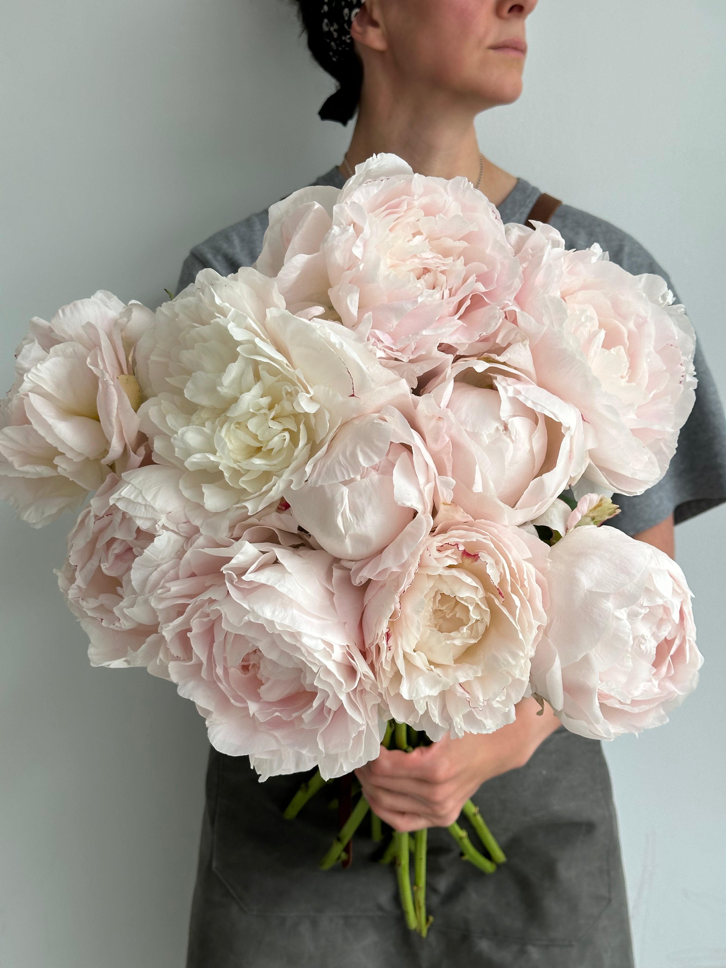 Peony Mother's Choice
