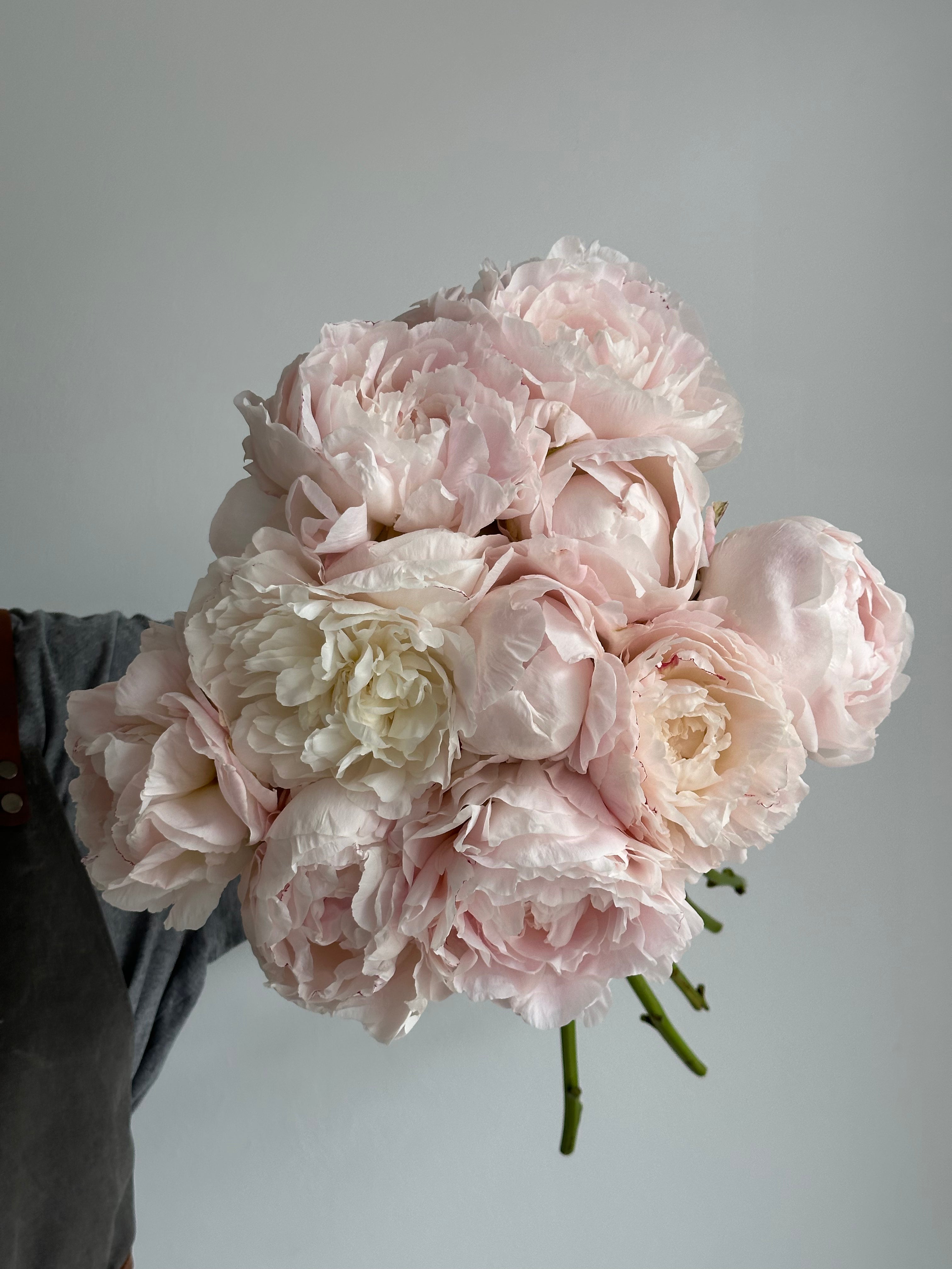 Peony Mother's Choice