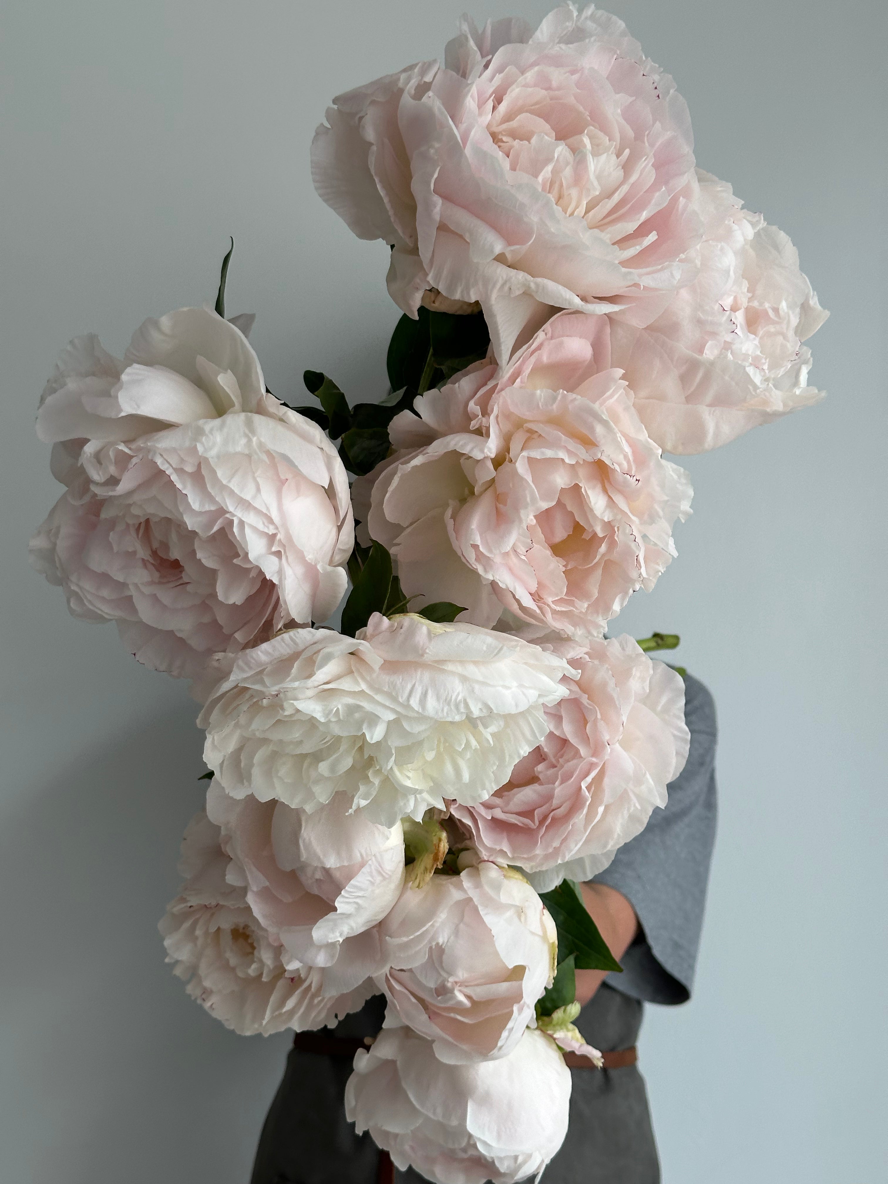 Peony Mother's Choice