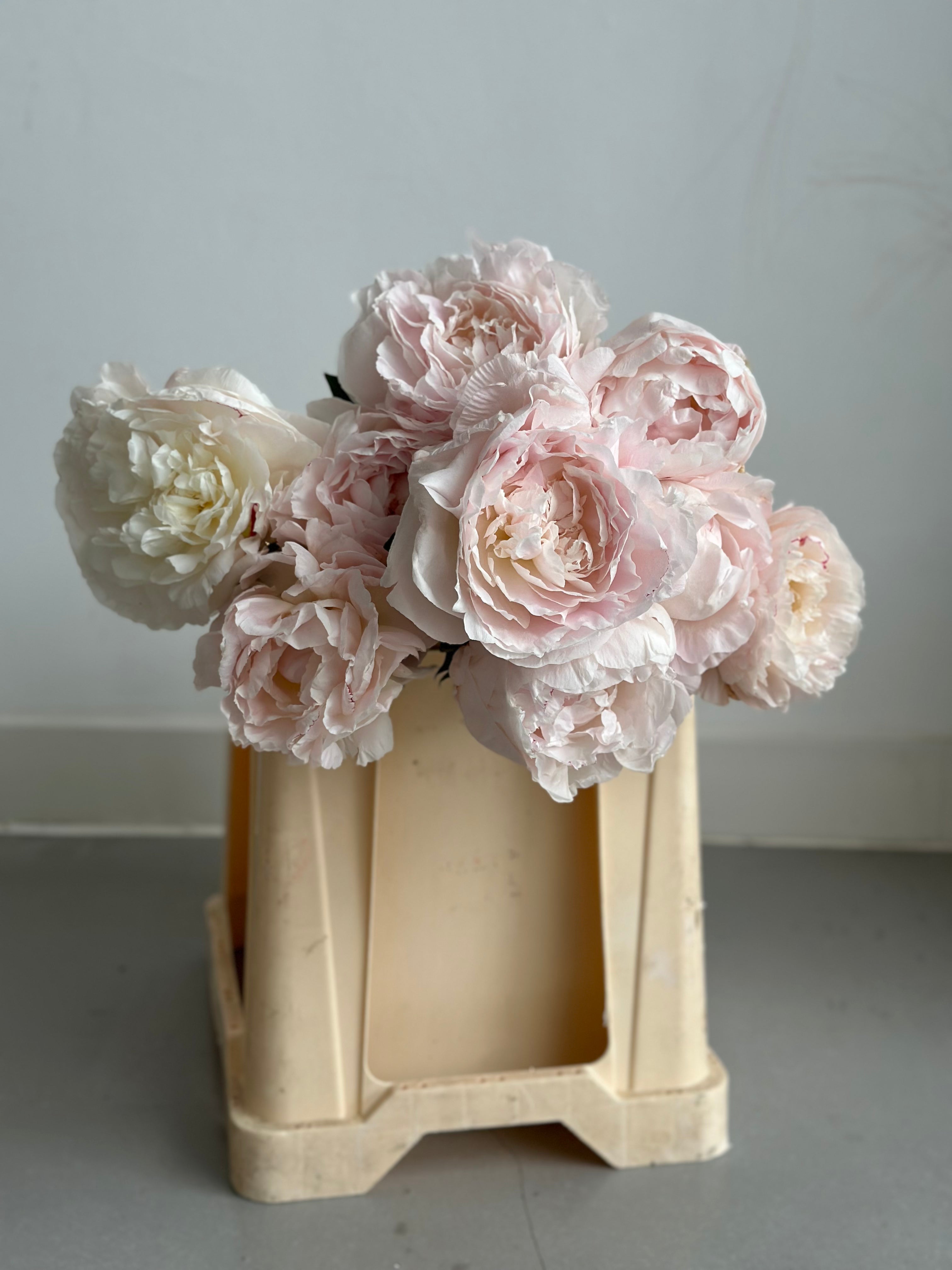 Peony Mother's Choice