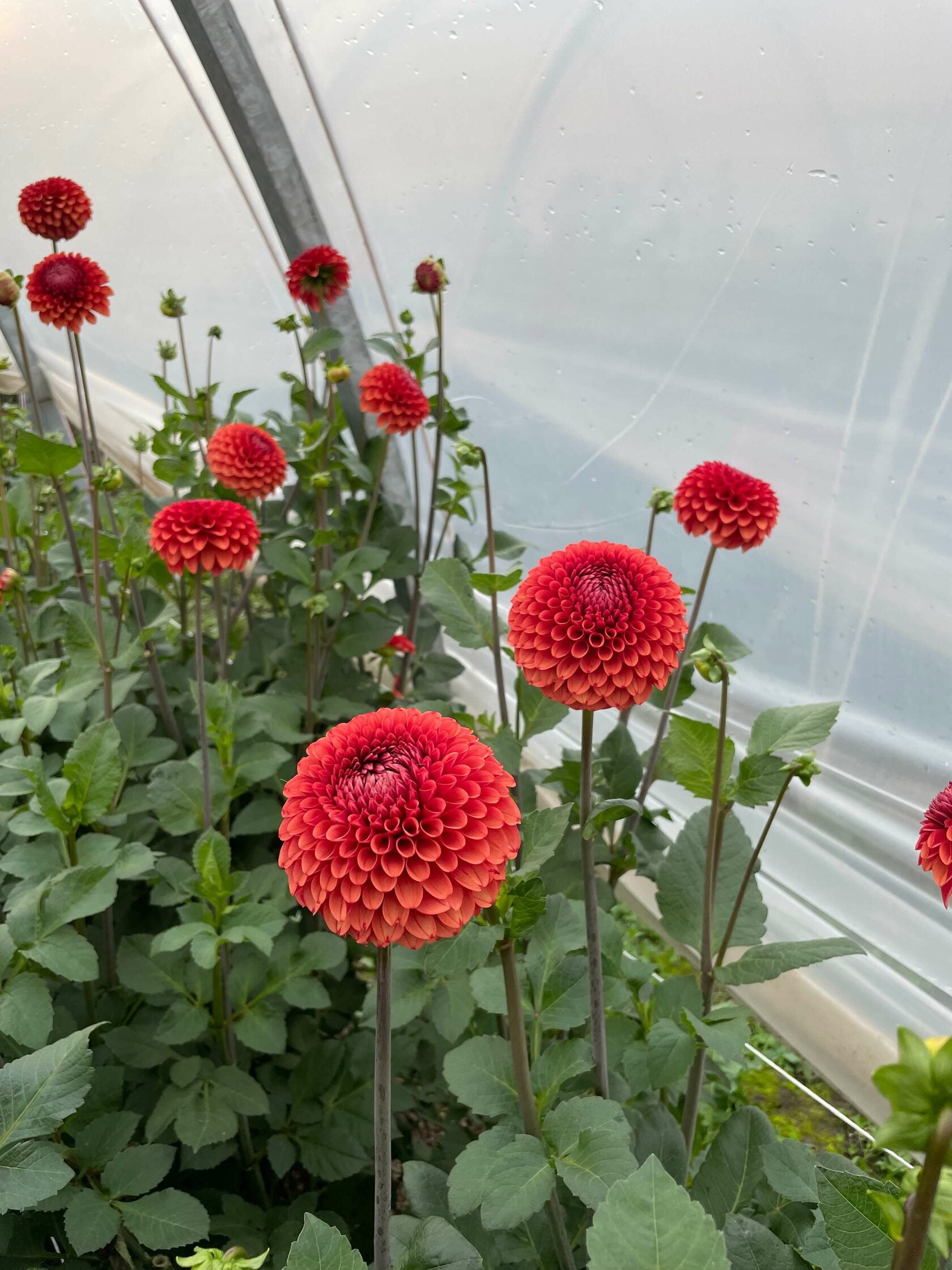 Dahlia Brown Sugar