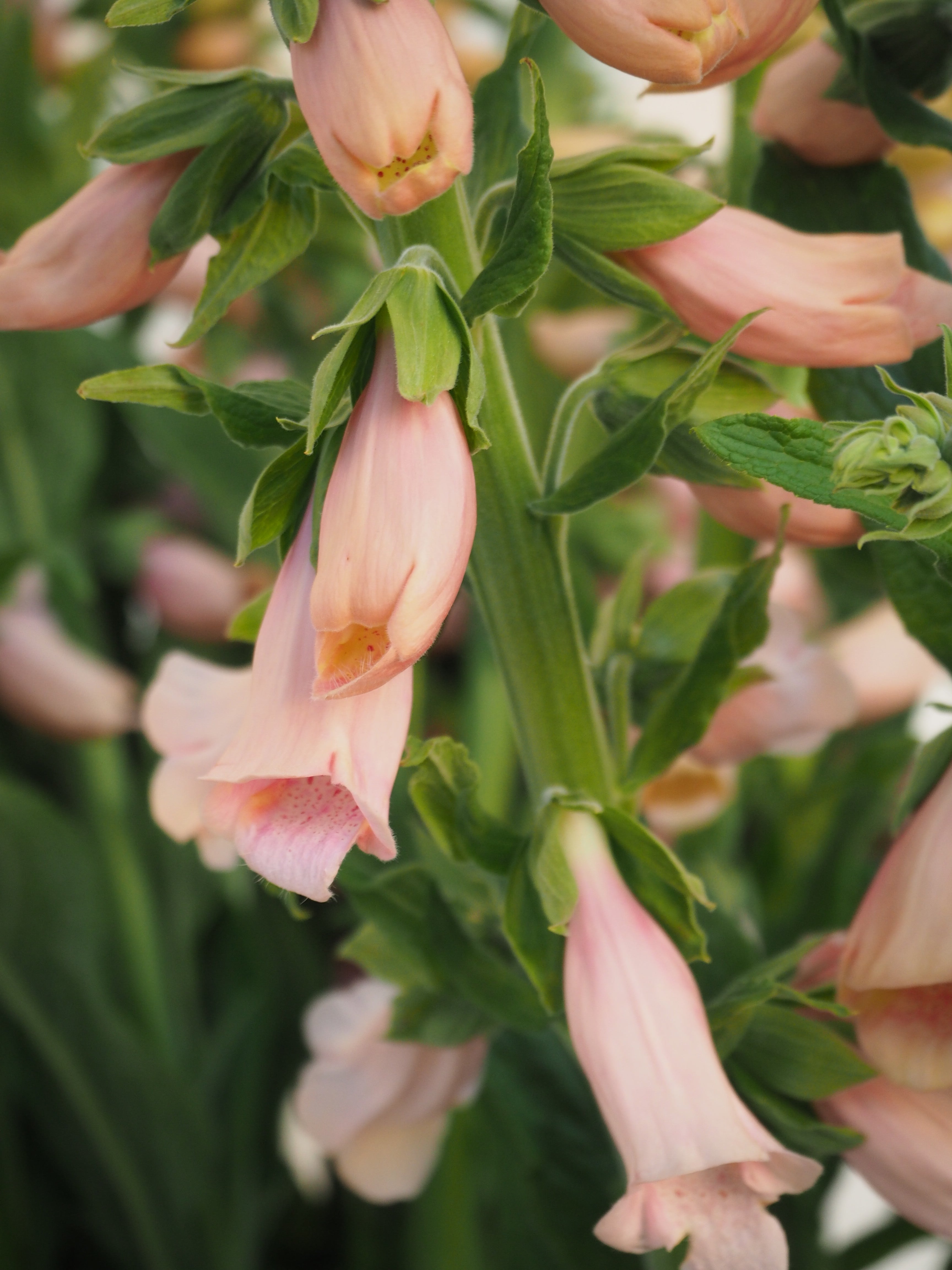 Digitalis Purpurea Dalmatian Peach