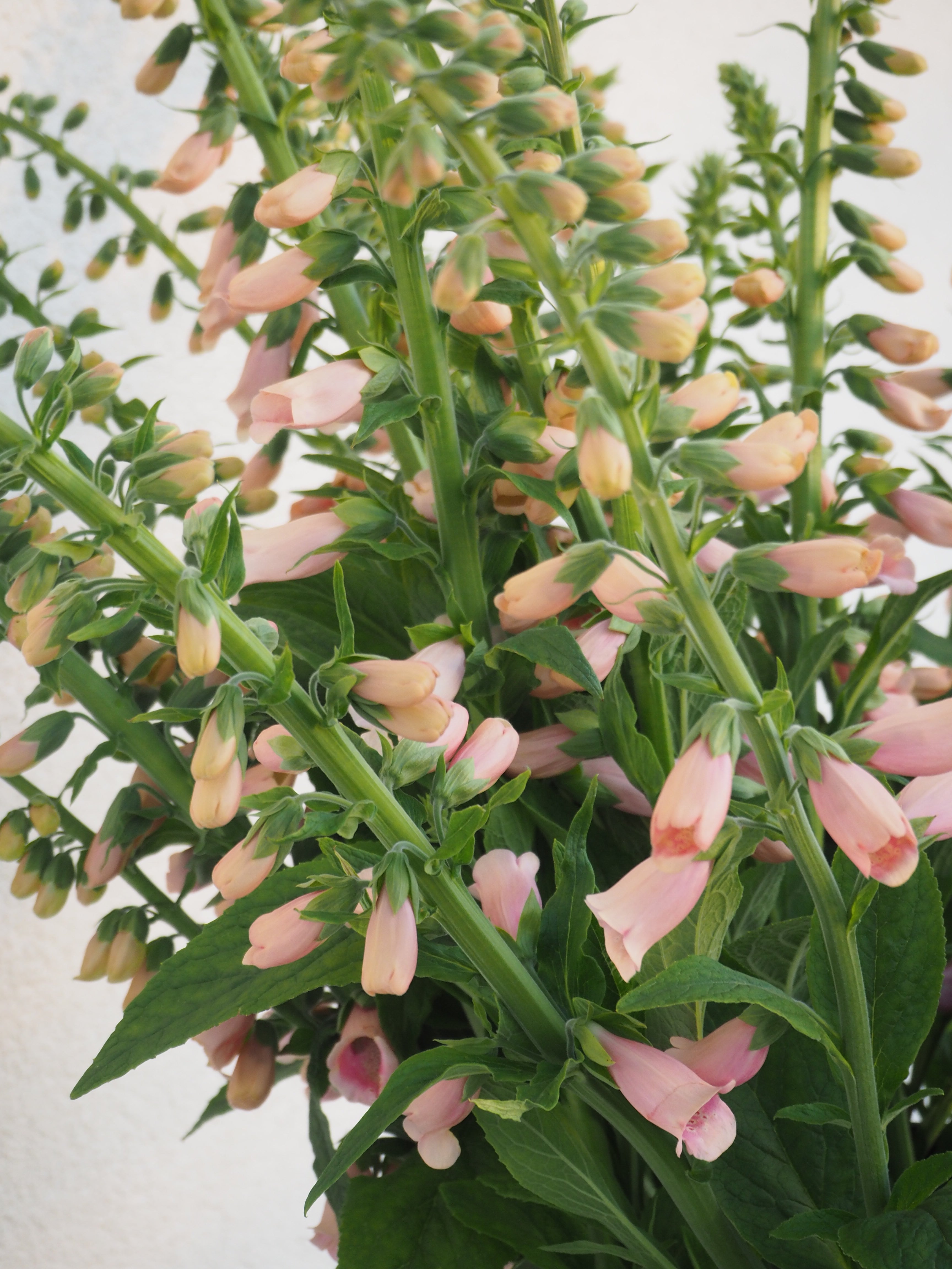 Digitalis Purpurea Dalmatian Peach