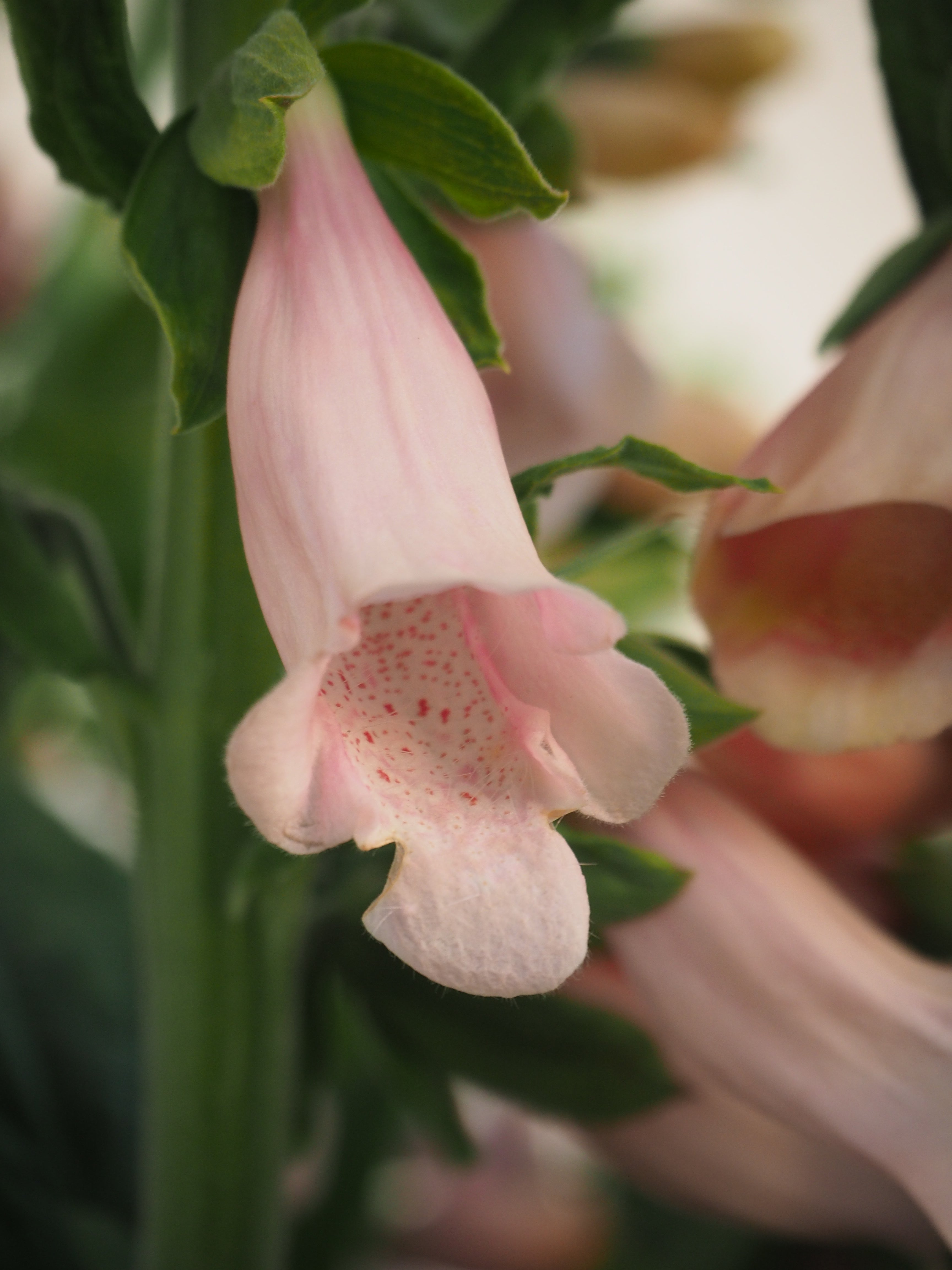 Digitalis Purpurea Dalmatian Peach