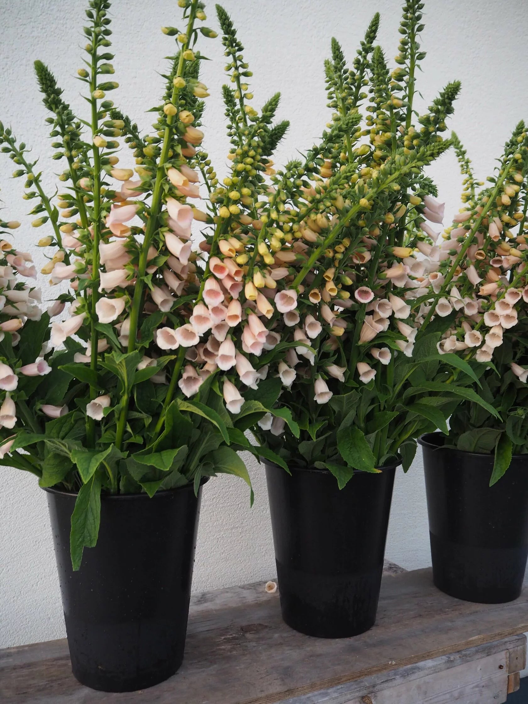 Digitalis Purpurea Dalmatian Peach