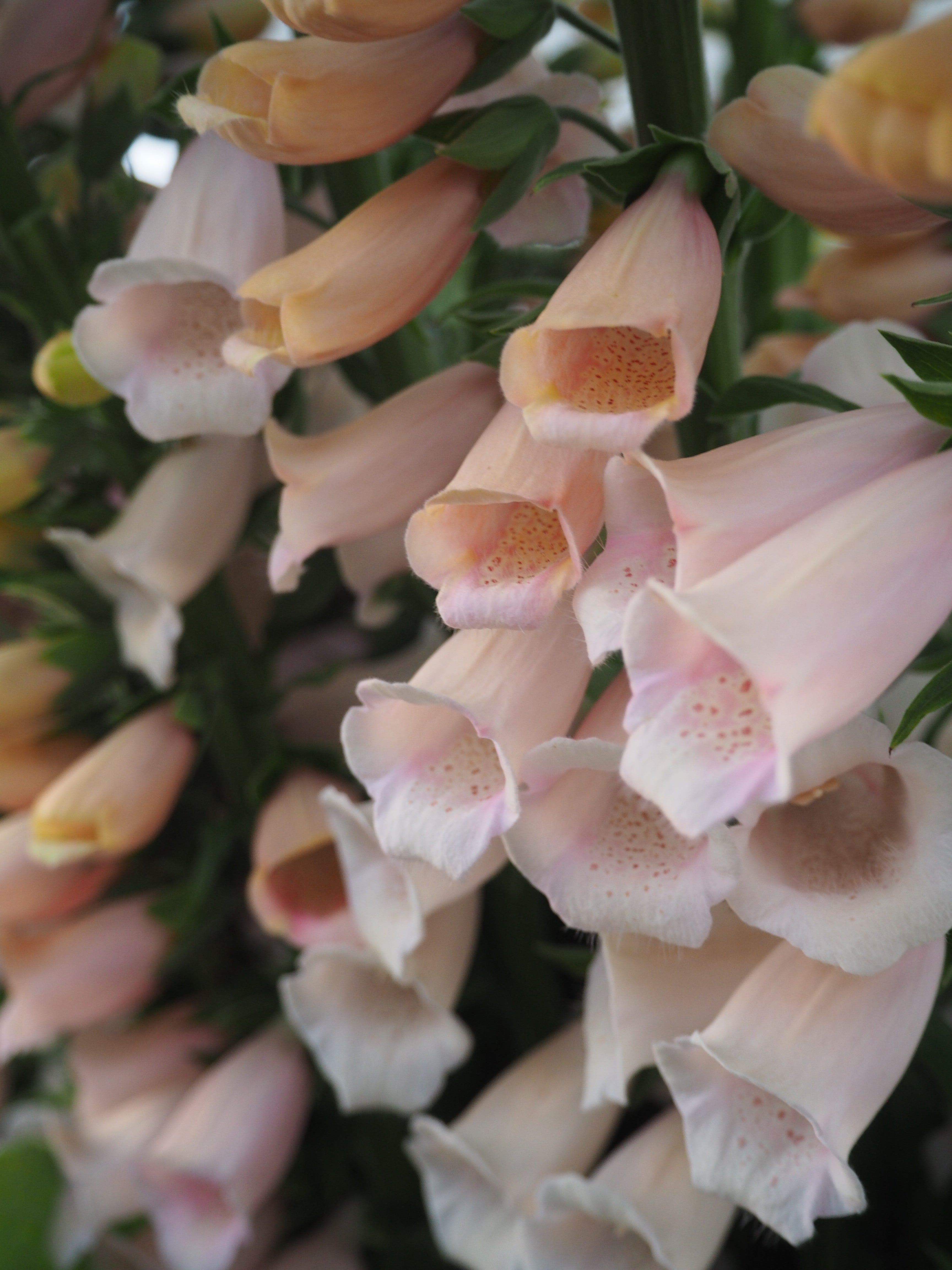 Digitalis Purpurea Dalmatian Peach